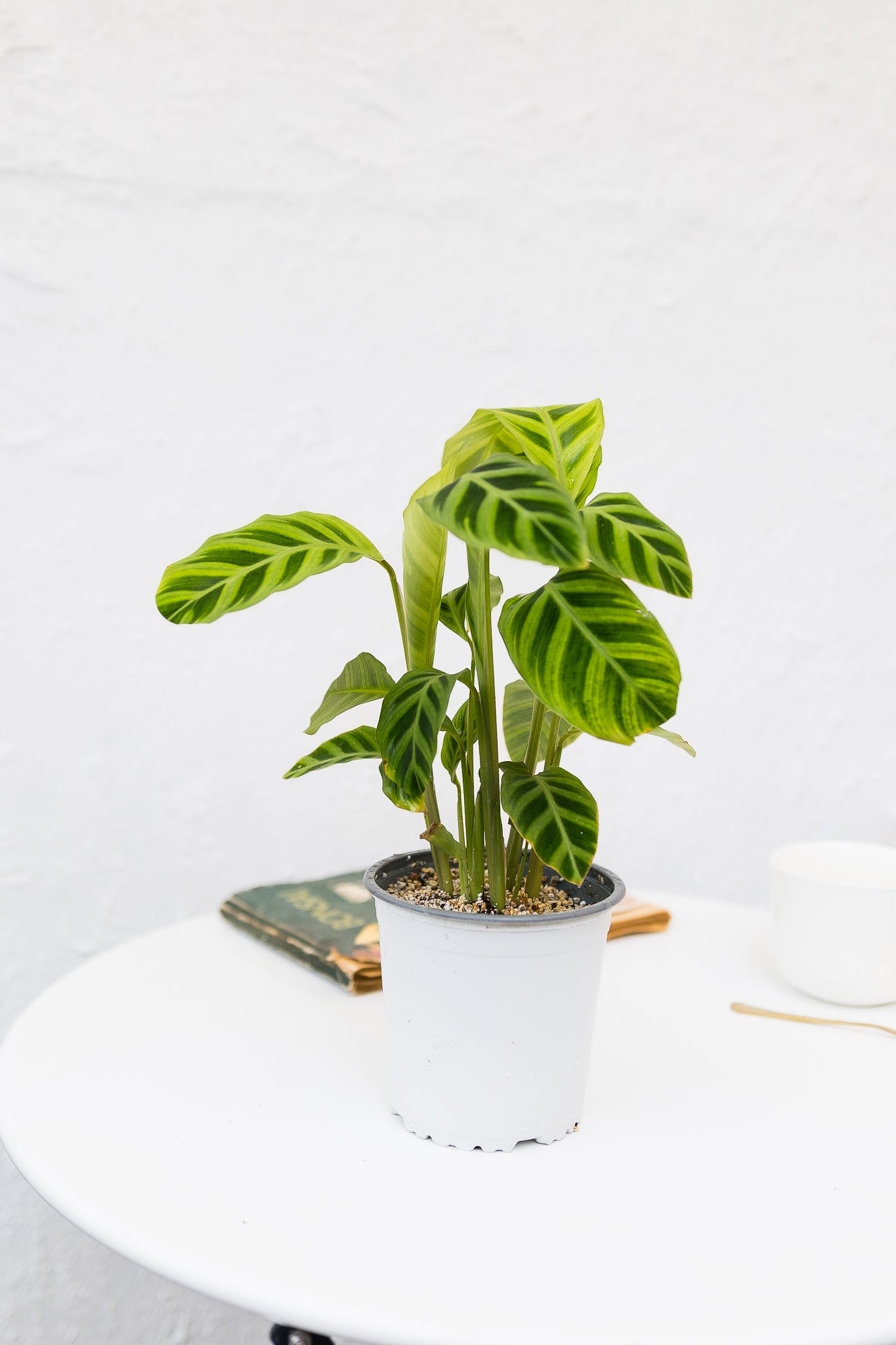 Calathea Zebrina - Imagen 9