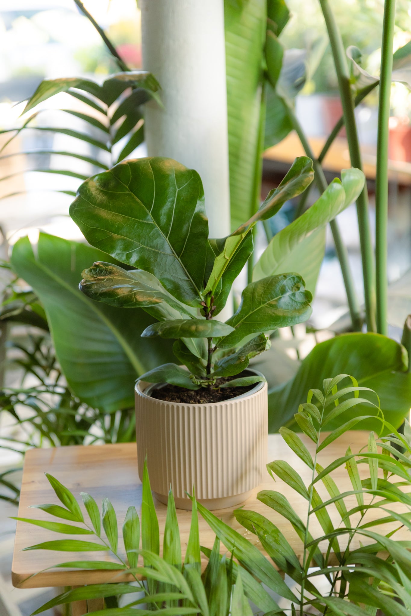 Ficus Lyrata - Imagen 3
