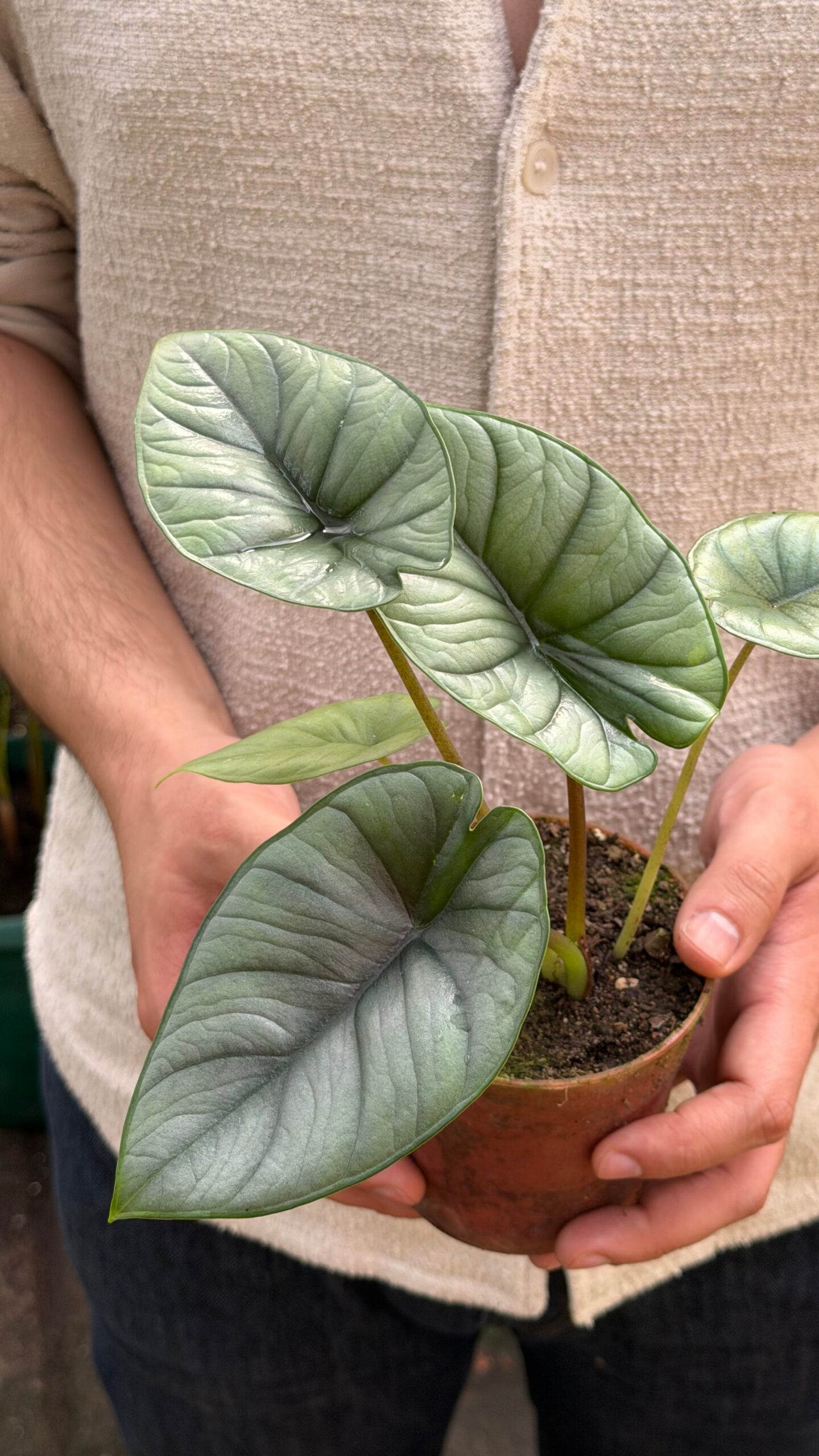 Alocasia Silver Dragon - Imagen 2