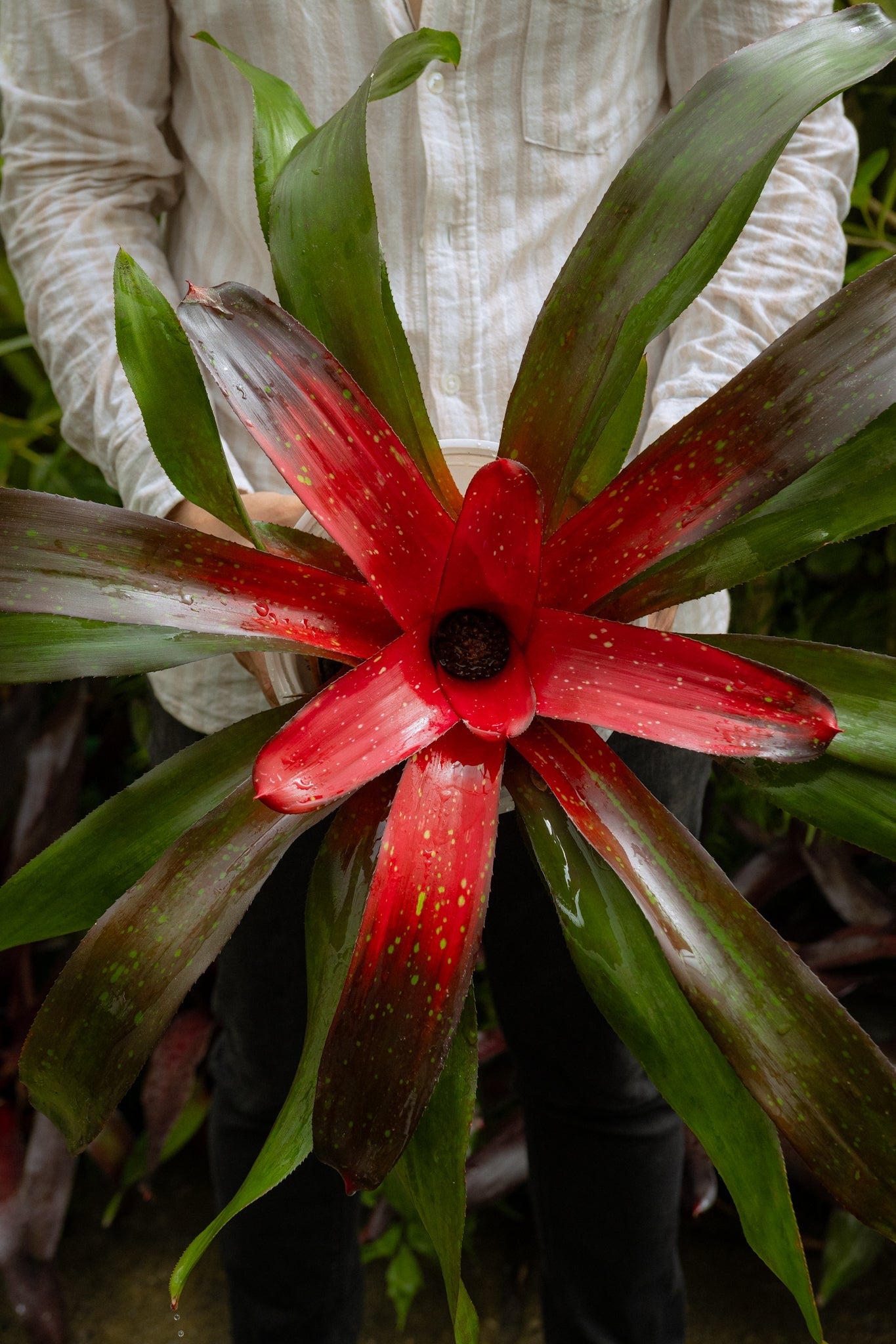 Bromelia - Imagen 16