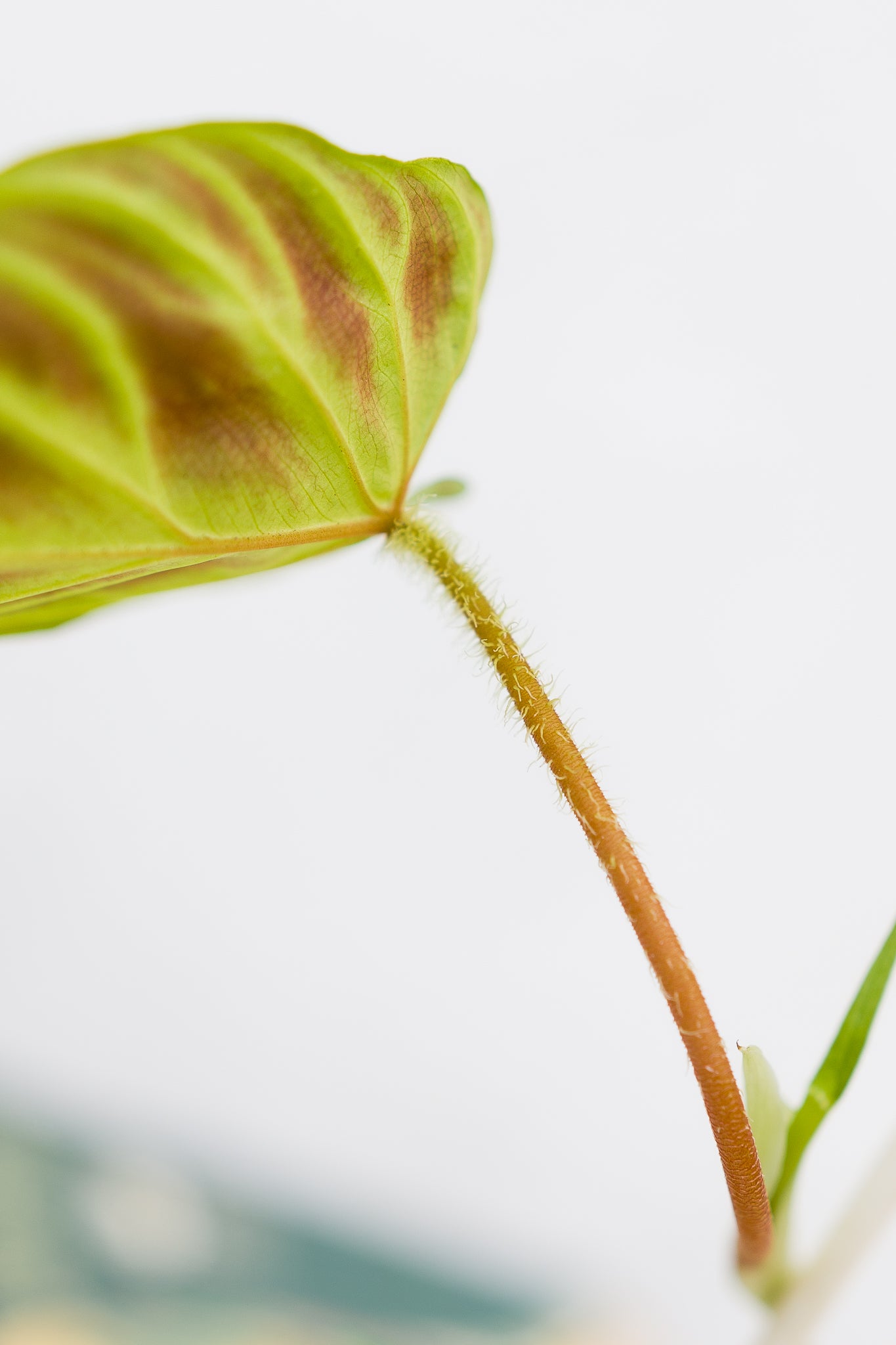 Filodendro Verrucosum - Imagen 5