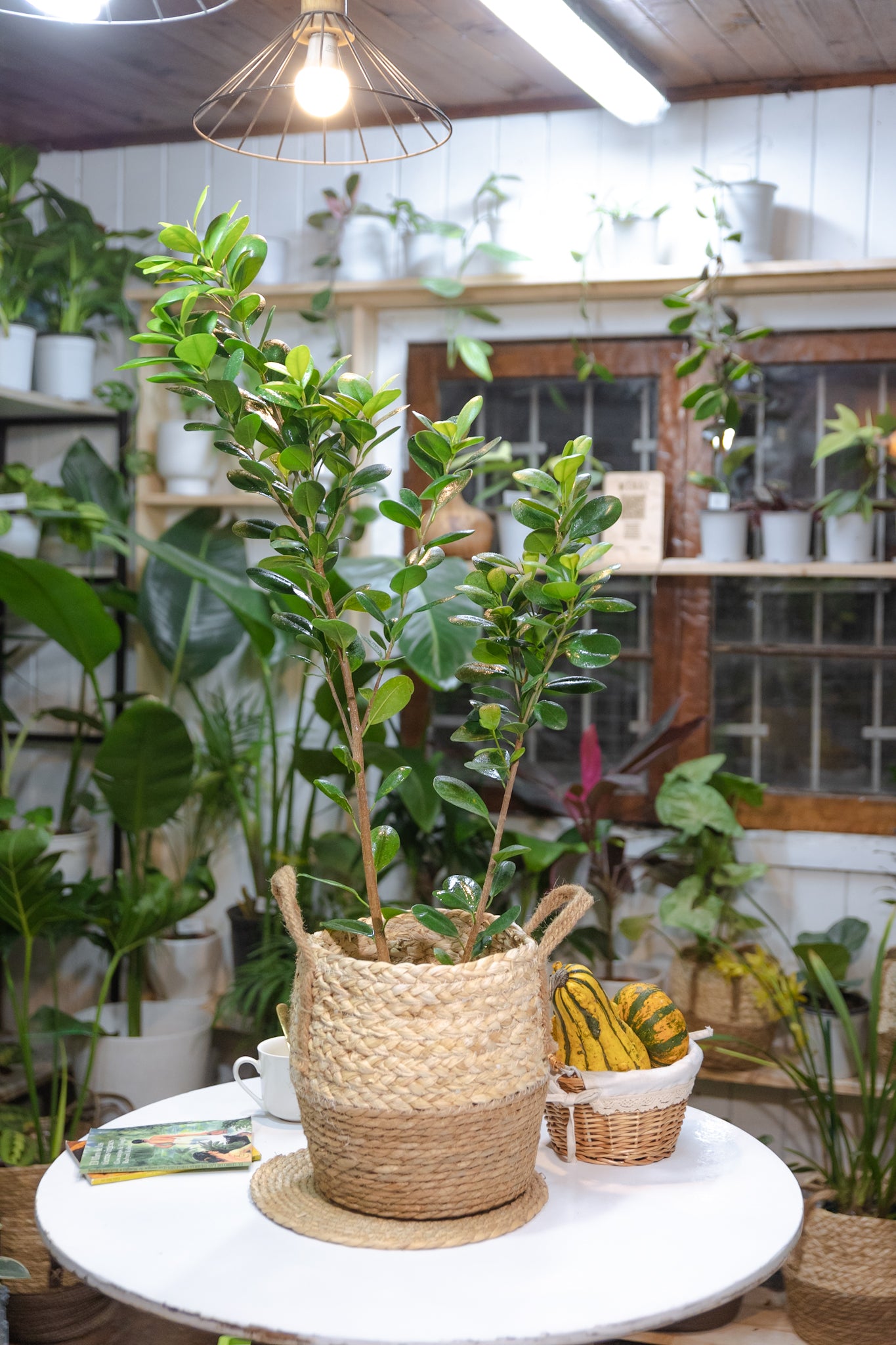 Ficus Moclame - Imagen 2