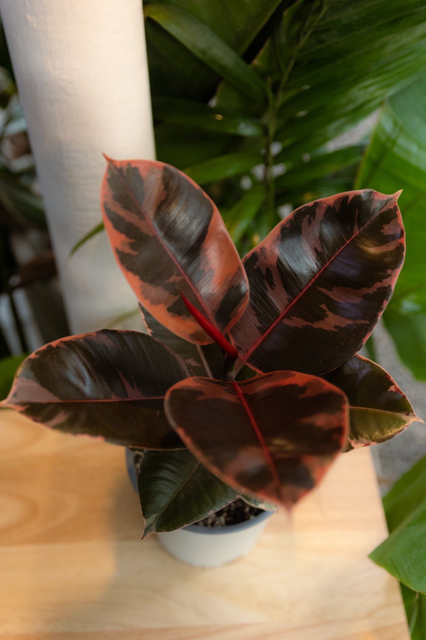 Ficus Ruby Gomero - Imagen 2