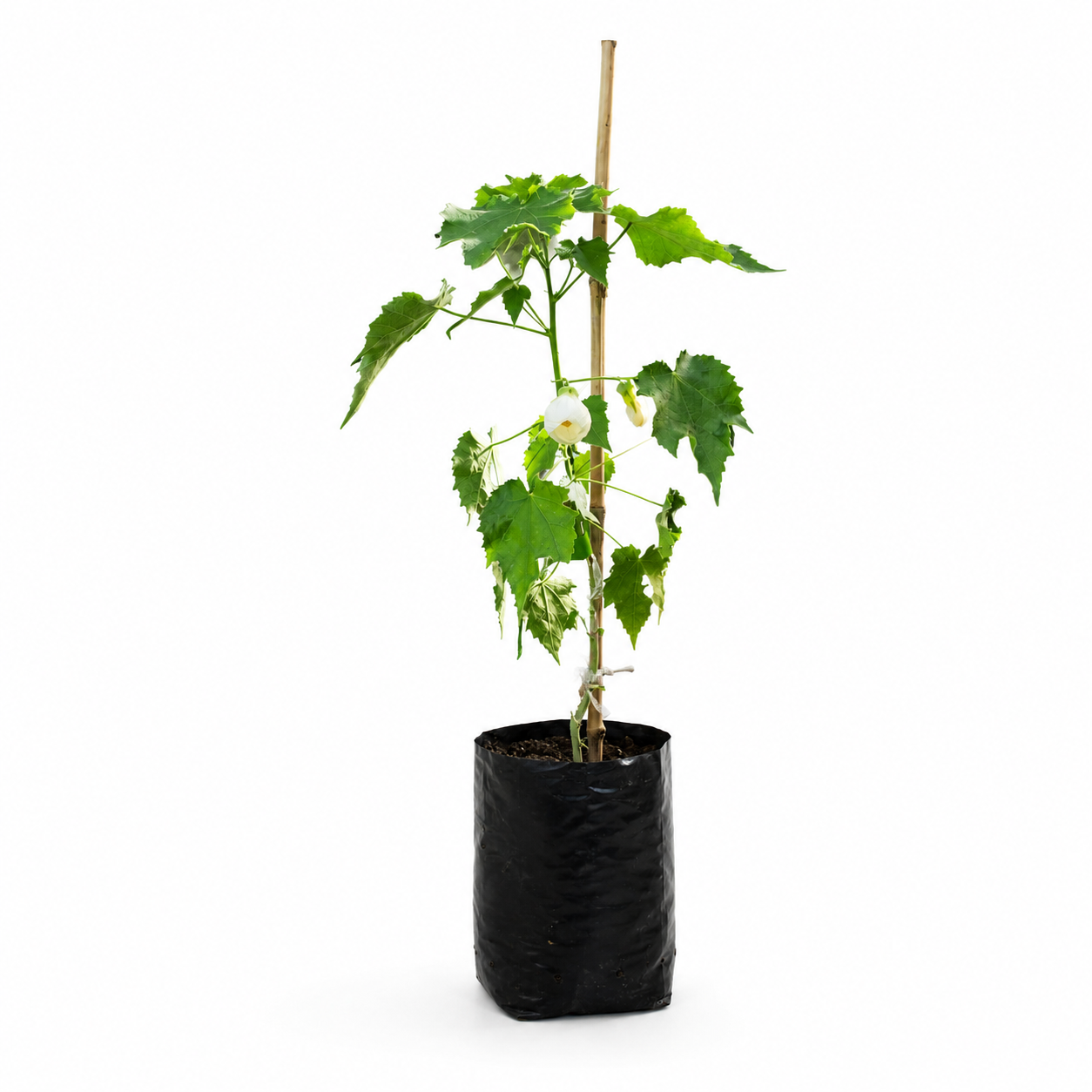 Abutilon o flor de colibri