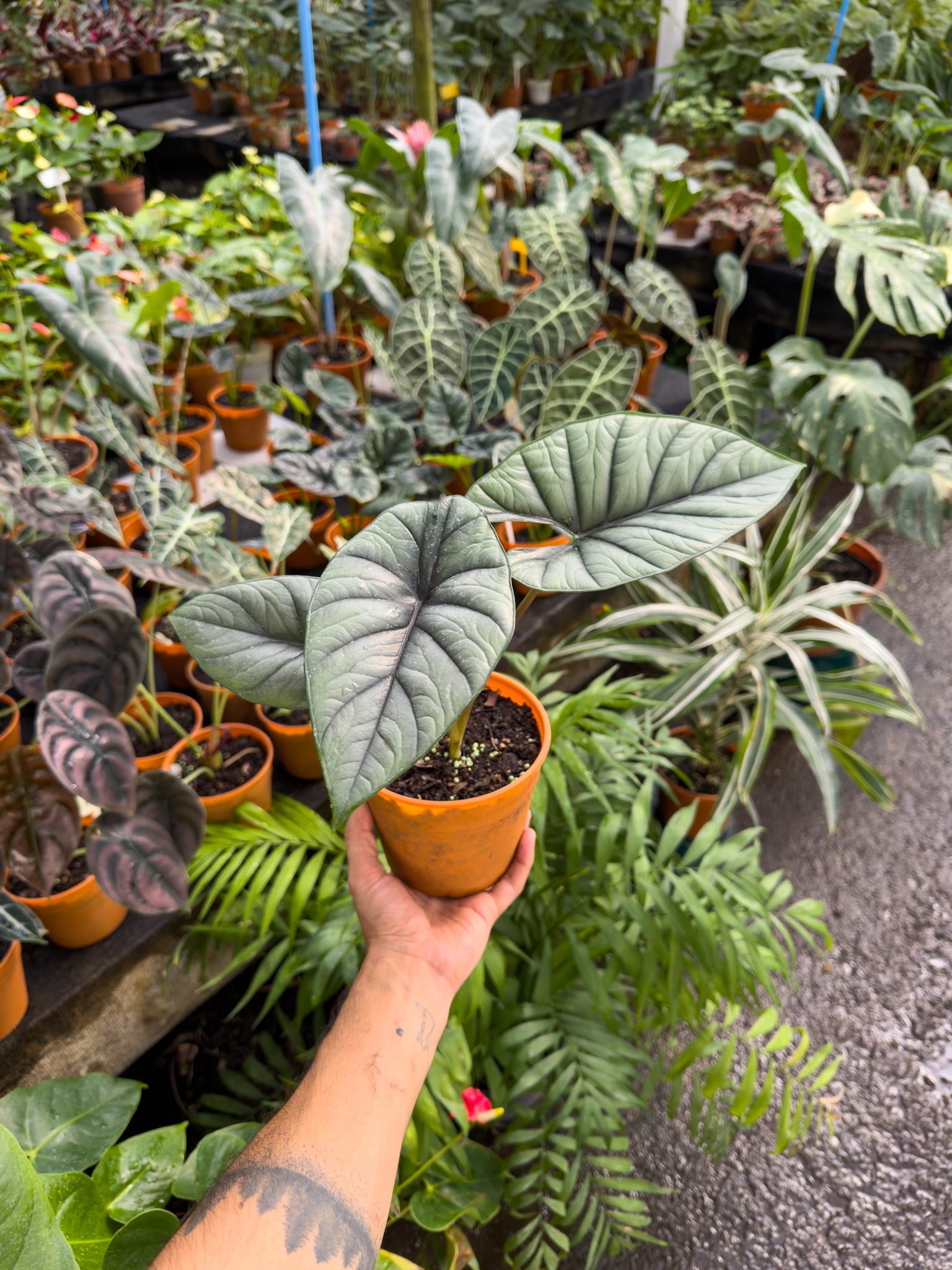 Alocasia Silver Dragon - Imagen 3