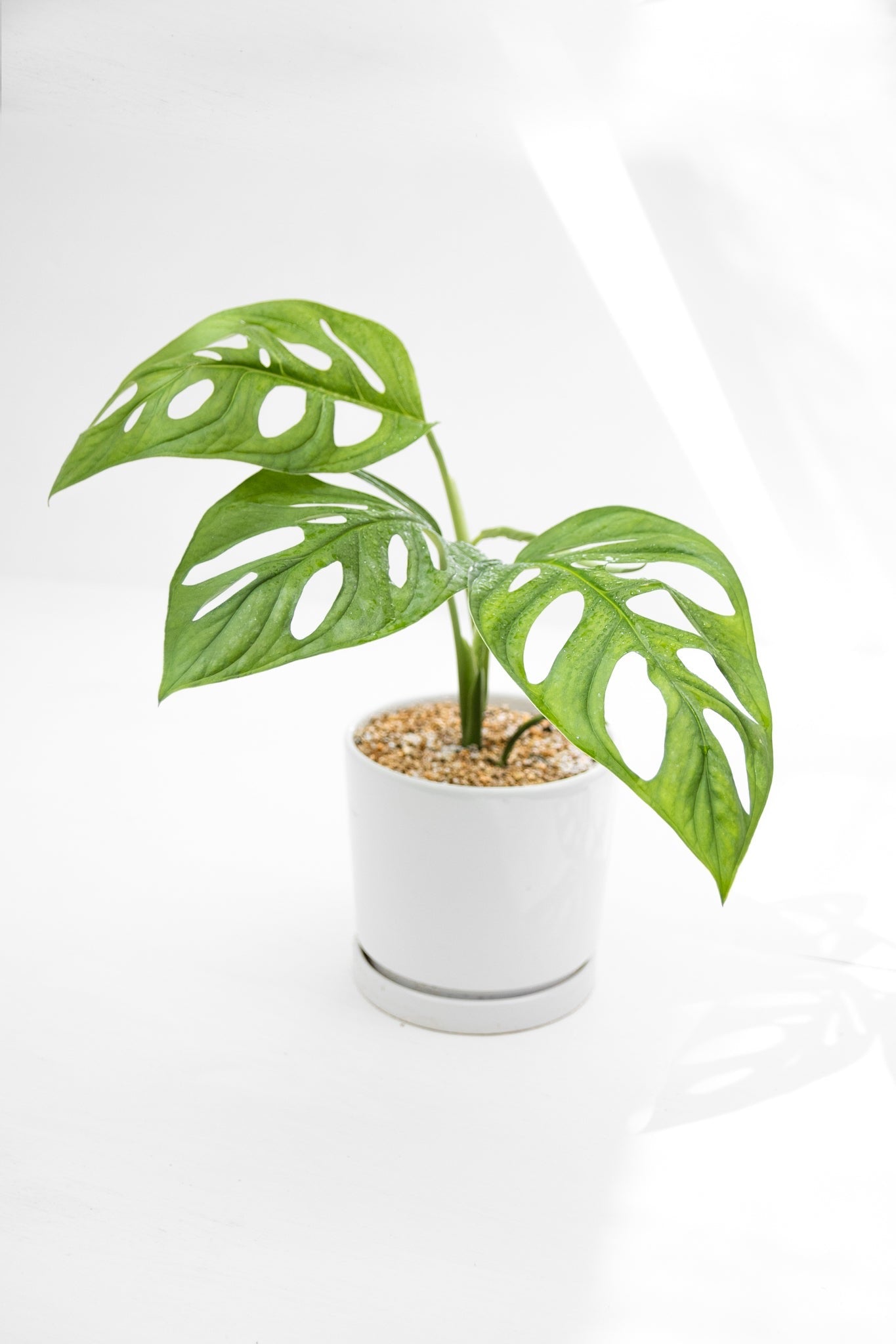 Monstera Adansonii - Imagen 3