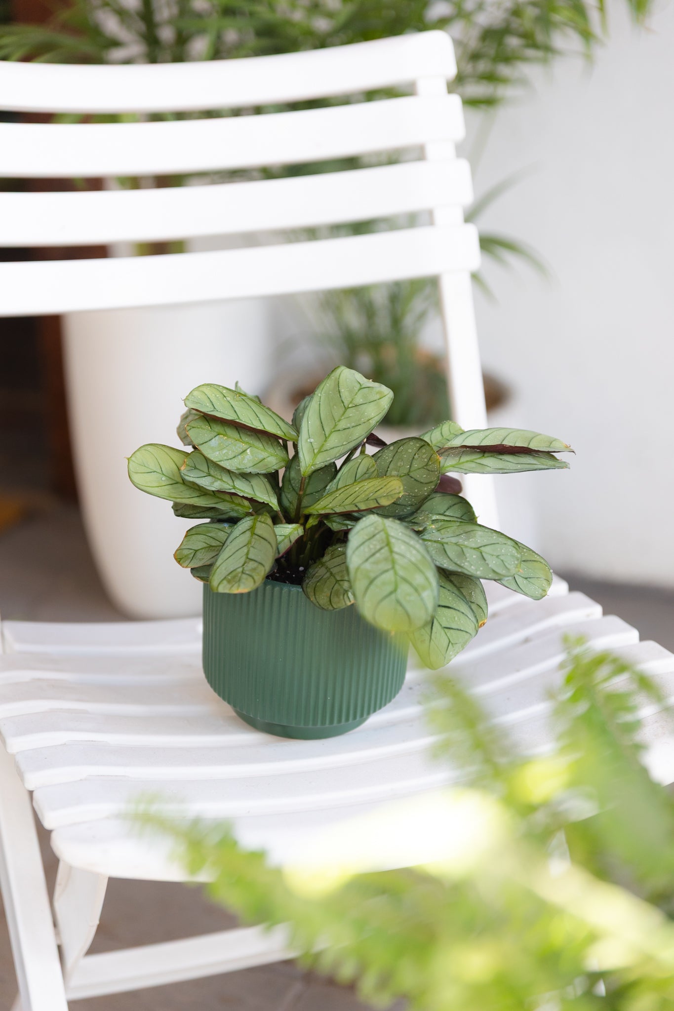 Calathea Amagris