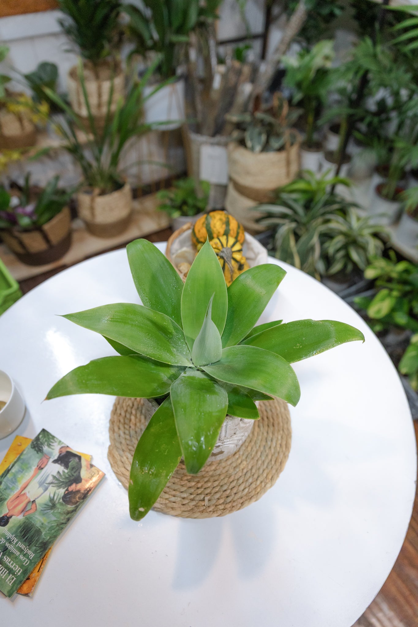 Agave Attenuata - Imagen 2