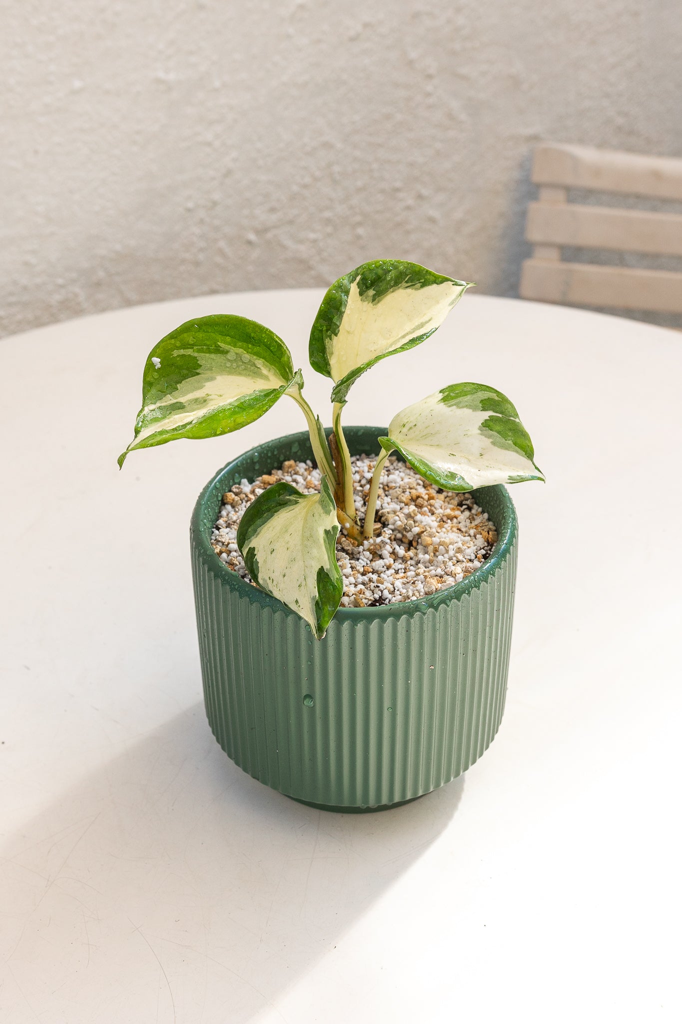Pothus Manjula - Imagen 3