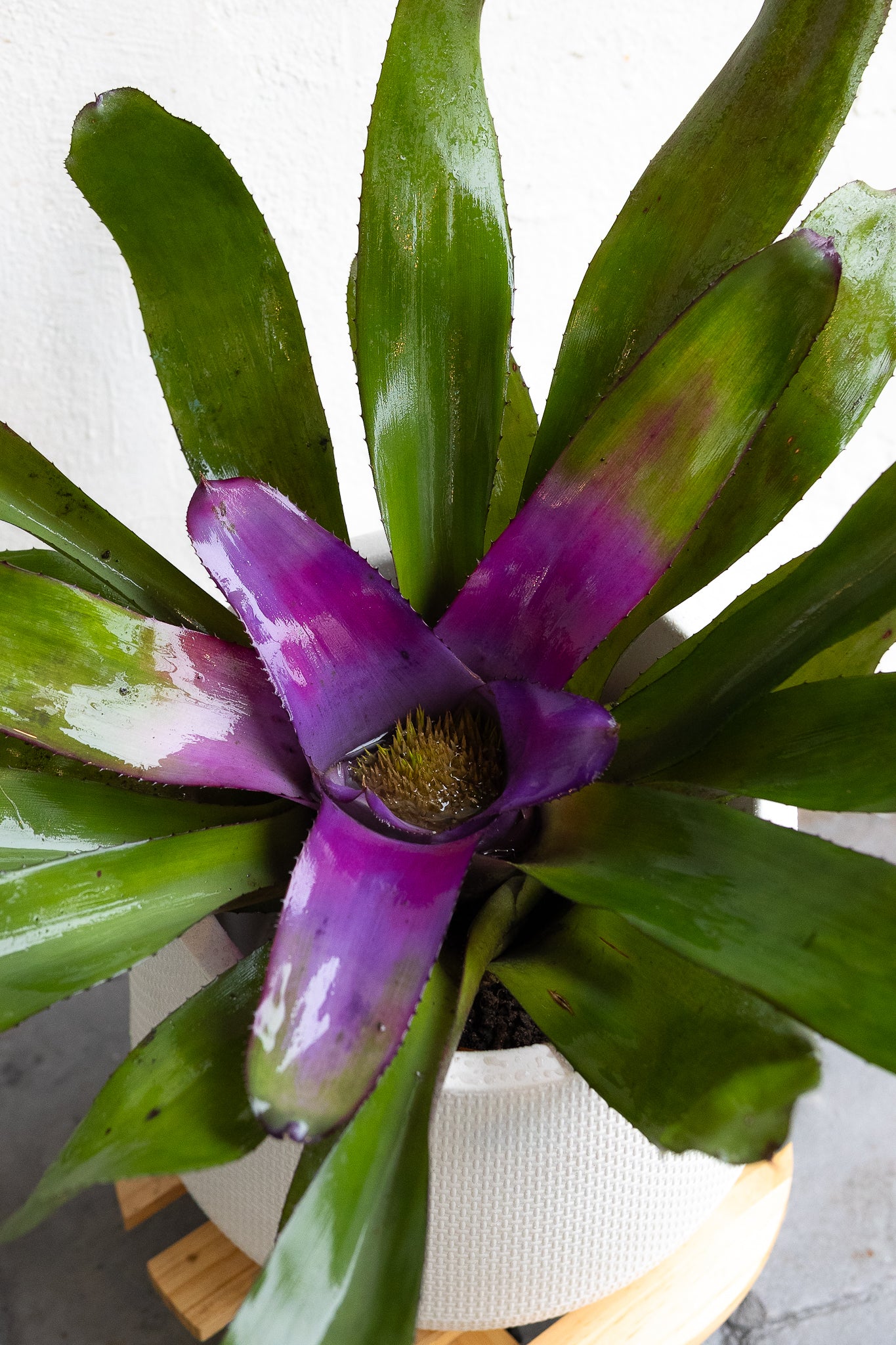 Bromelia - Imagen 8