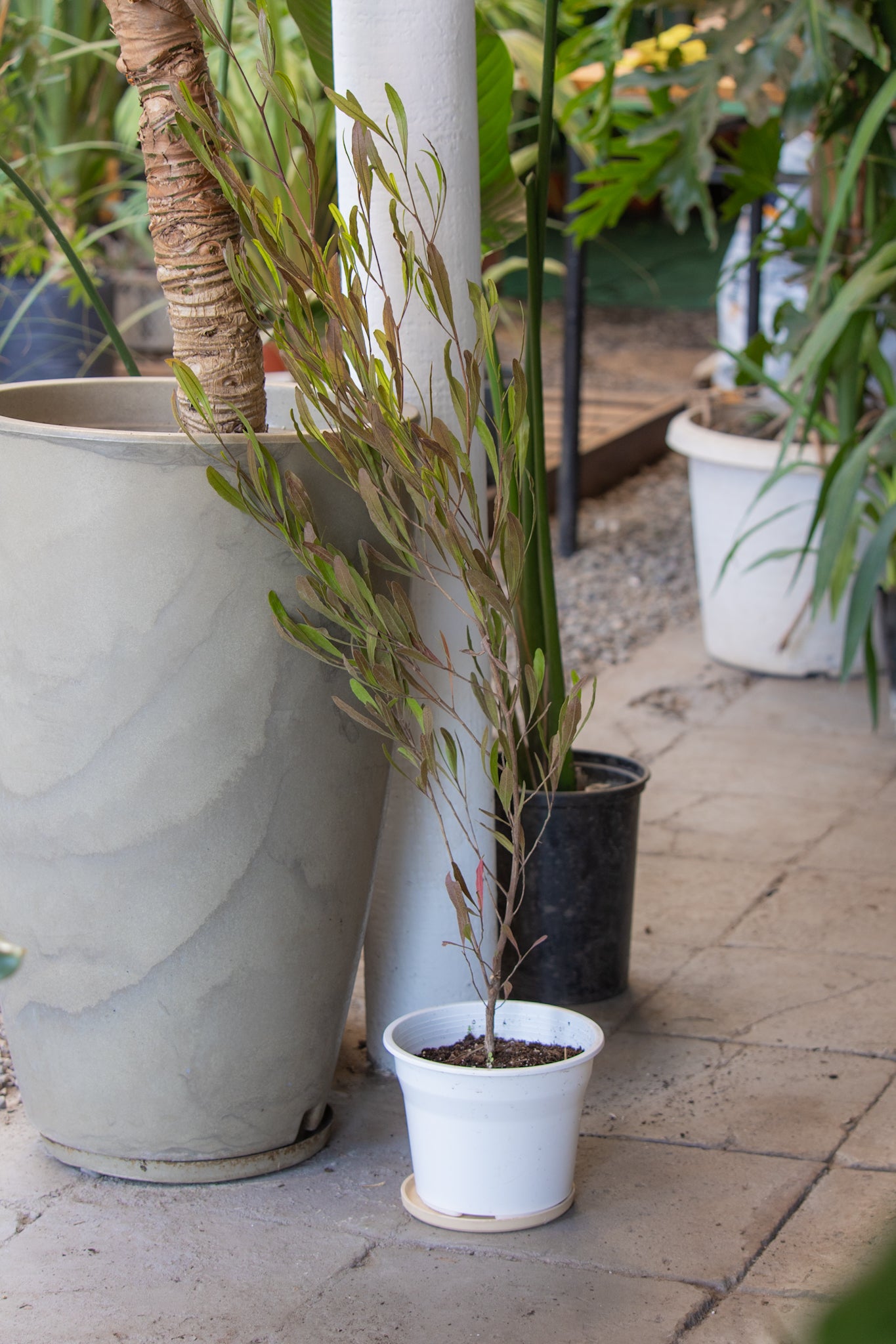 Stenocarpus - Imagen 2