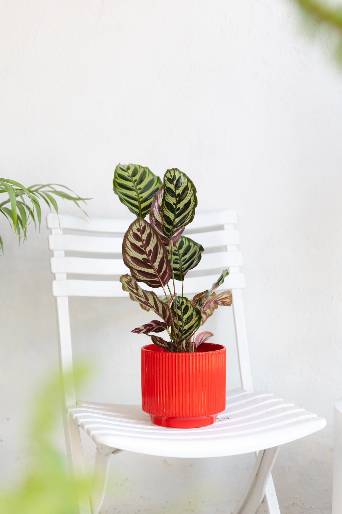 Calathea Makoyana