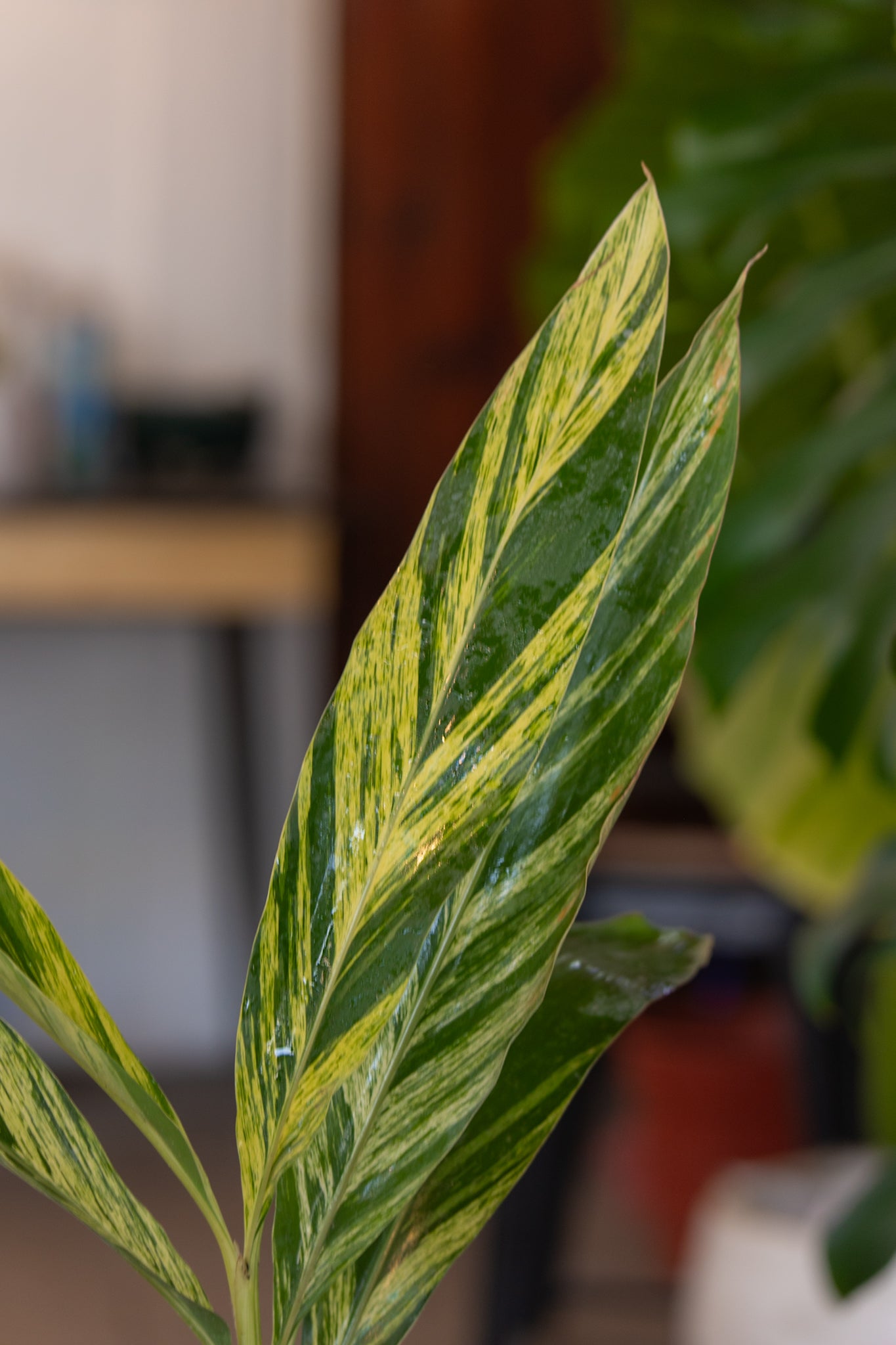 Alpinia Variegada - Imagen 2