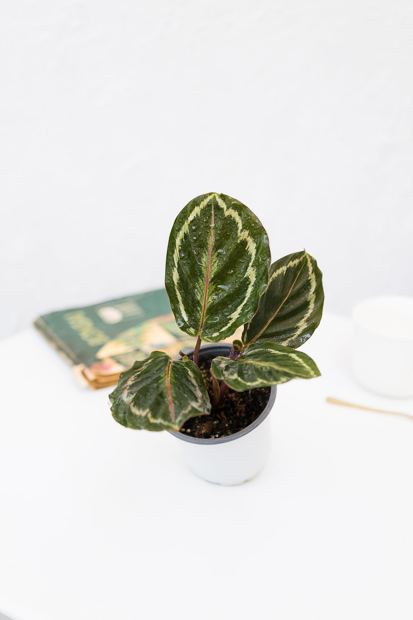 Calathea Medallion - Imagen 4