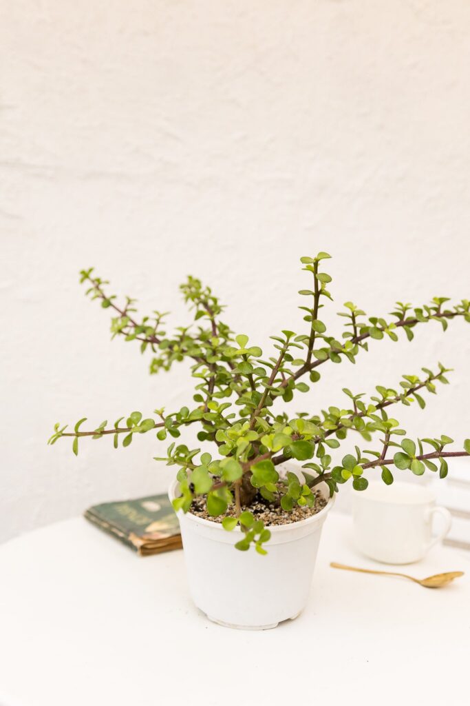 Árbol de Jade