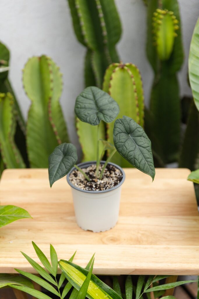 Alocasia Melo