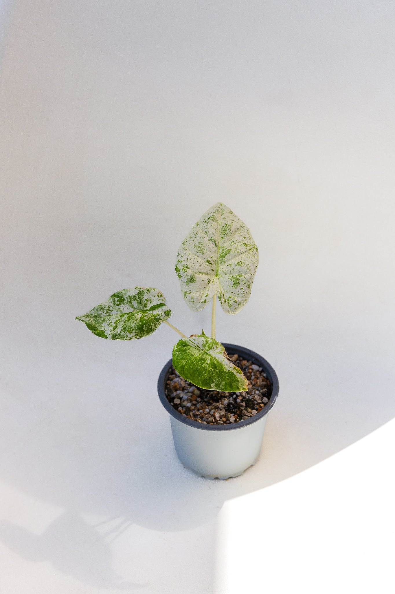Alocasia Batik - Imagen 3