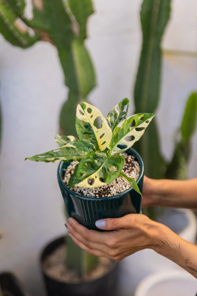 Monstera Adansonii Variegada