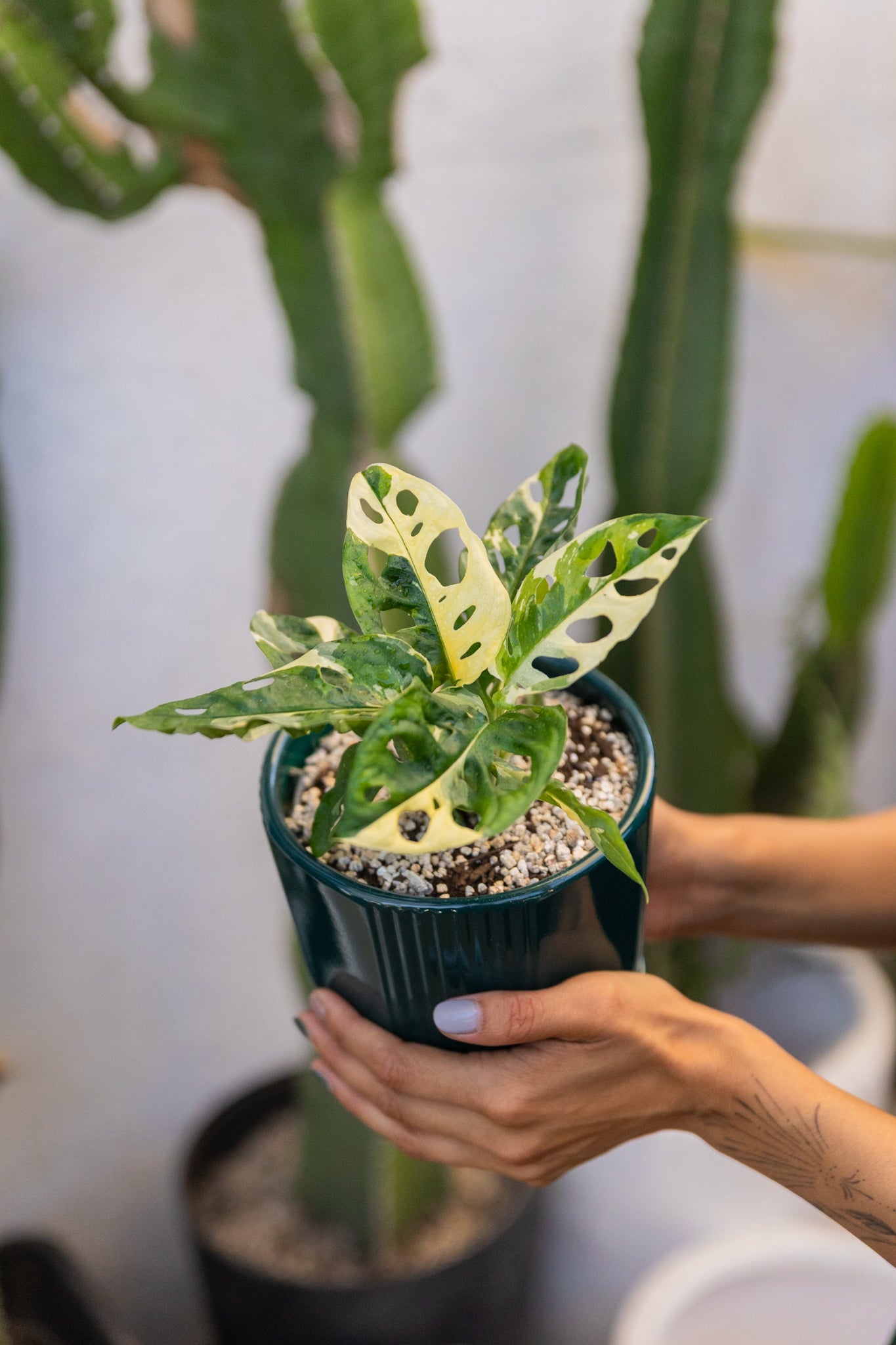 Monstera Adansonii Variegada