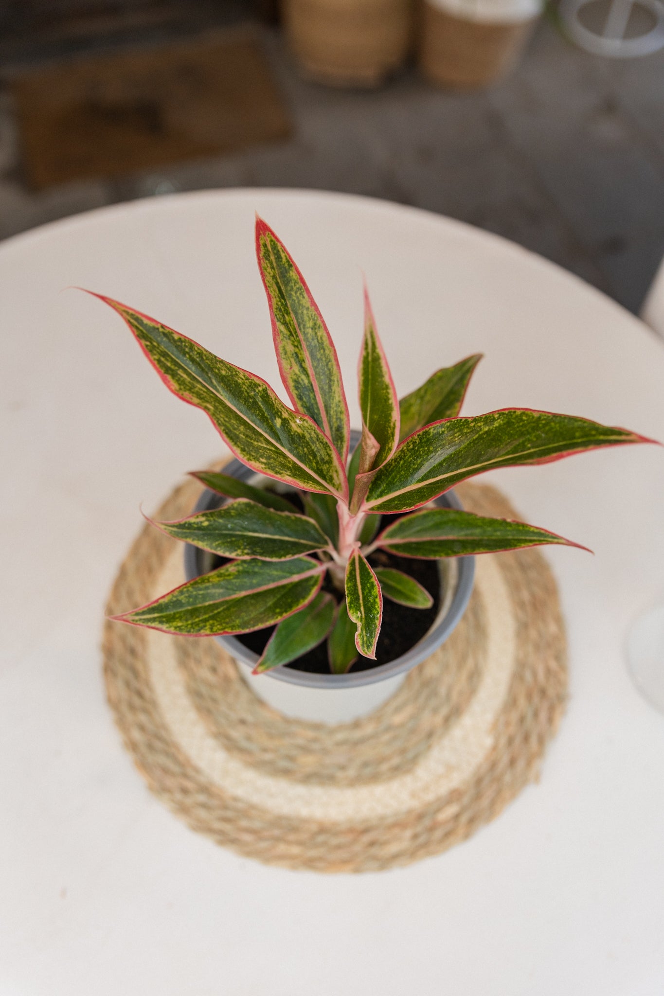 Aglaonema Siam Aurora - Imagen 2