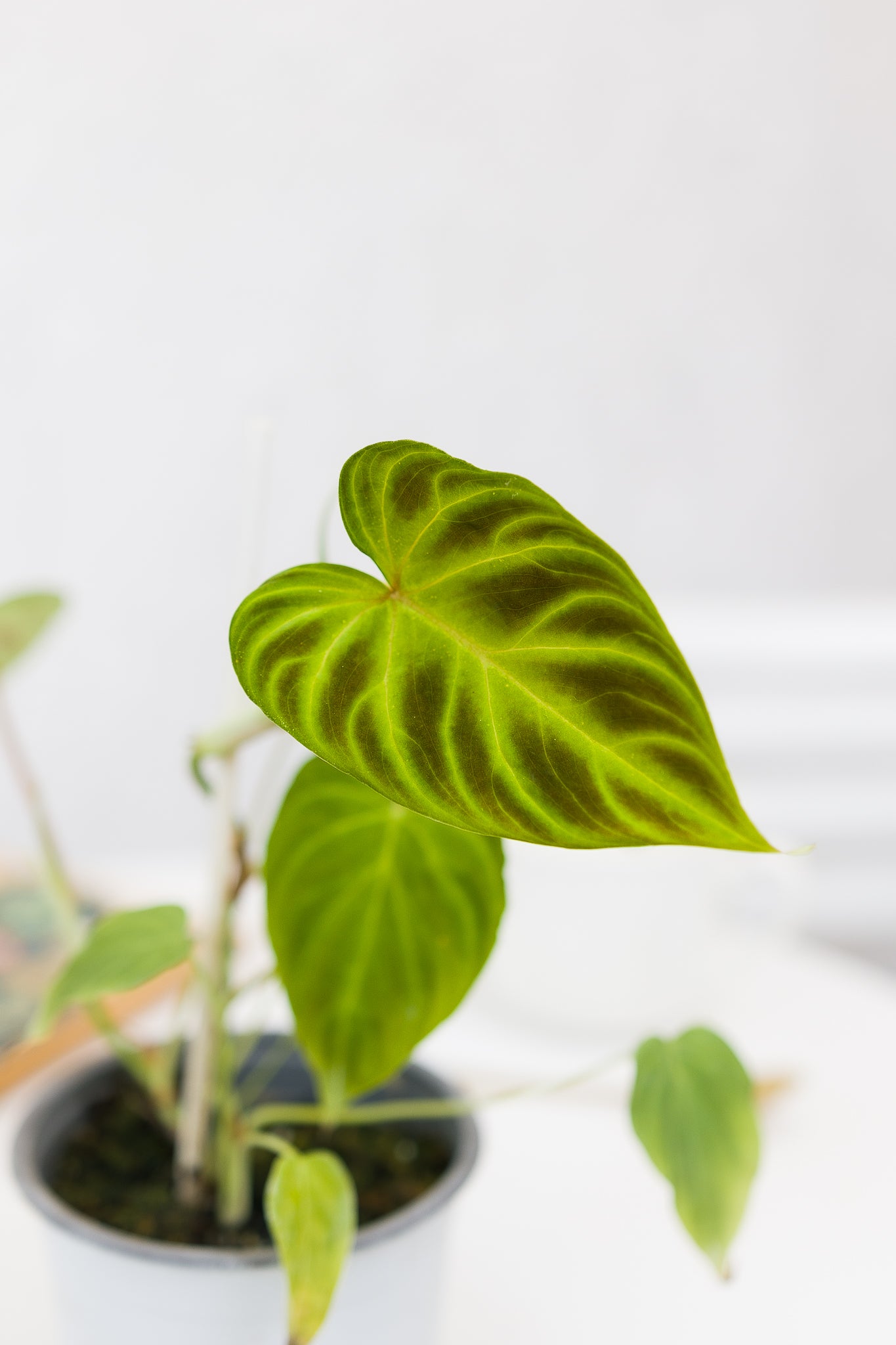 Filodendro Verrucosum - Imagen 3