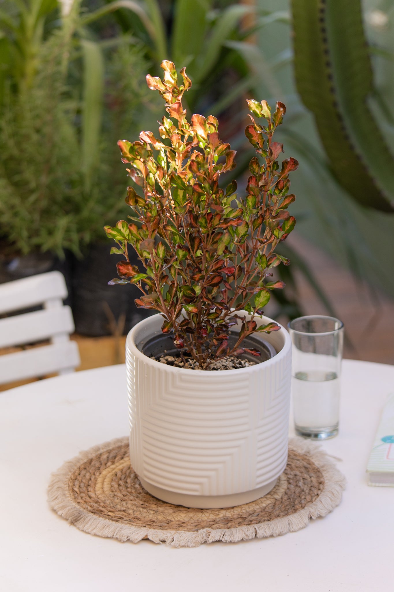 Coprosma - Imagen 3