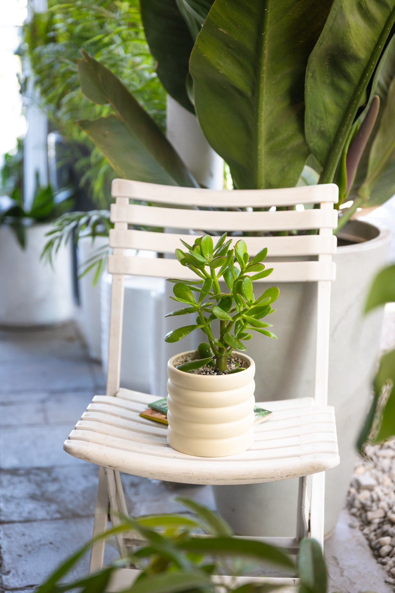 Jade (Crassula Ovata) - Imagen 2