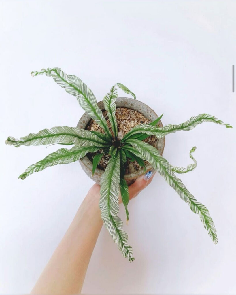 Asplenium Variegado