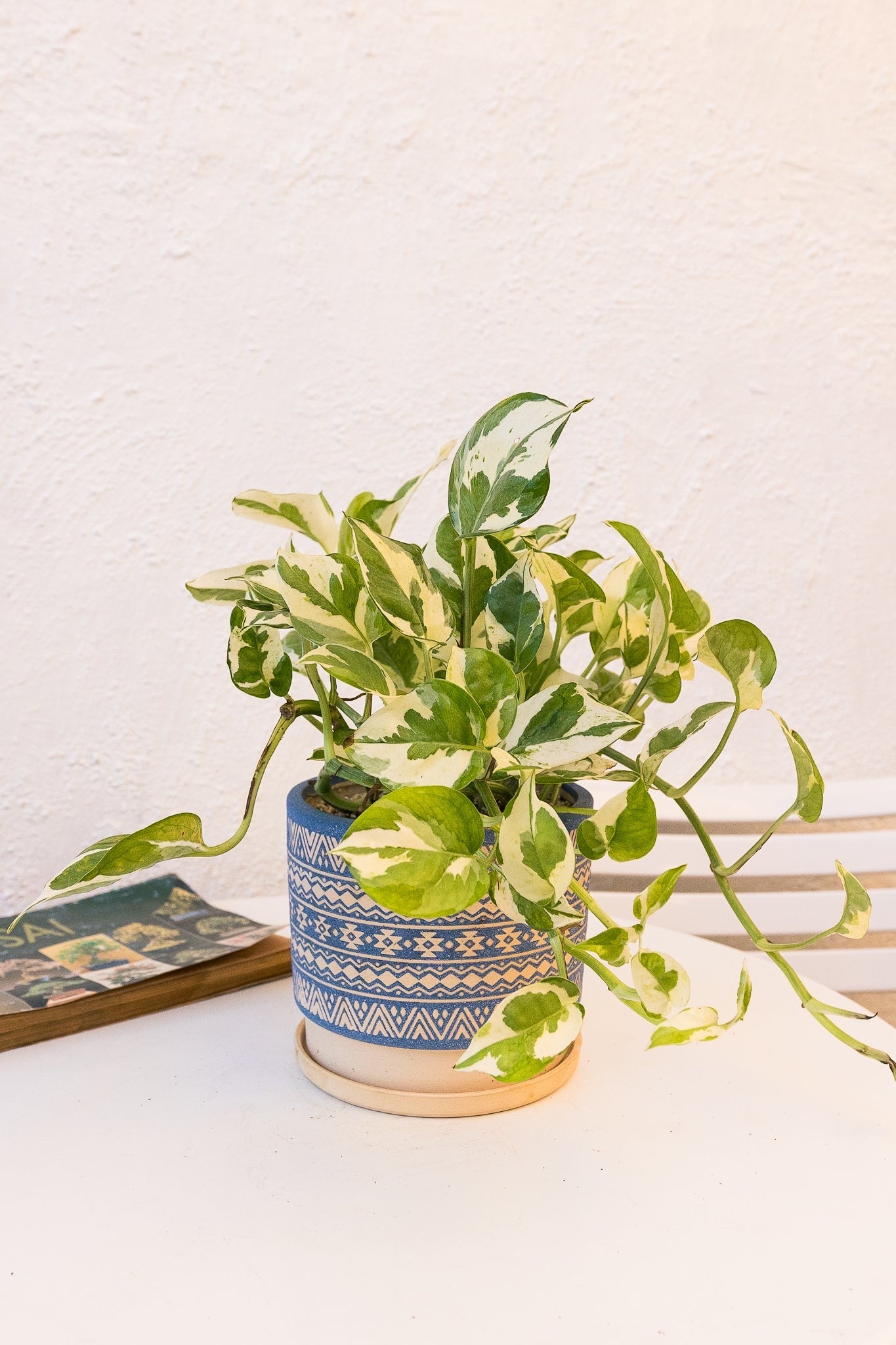 Pothus N’joy - Imagen 3
