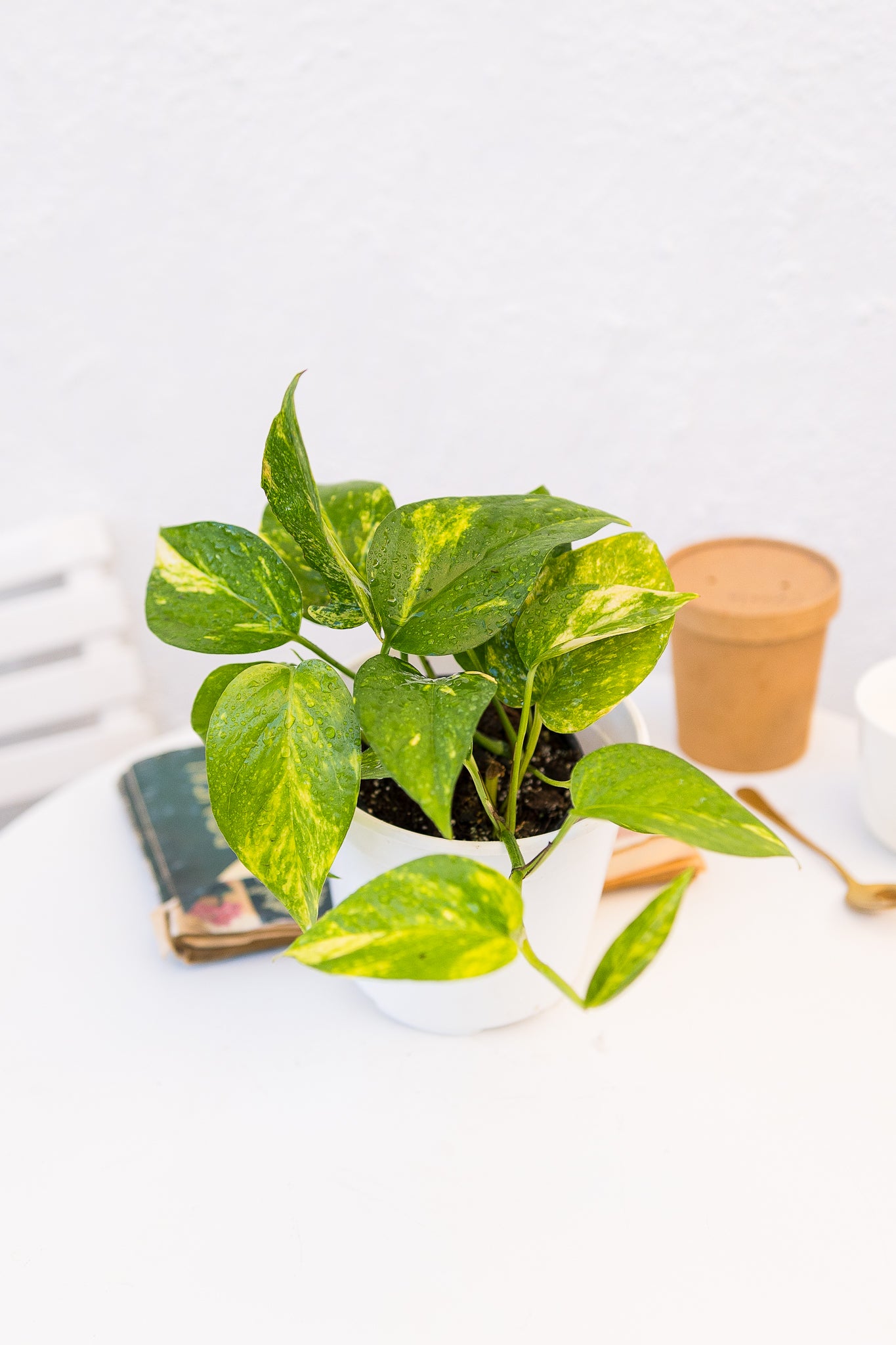 Pothus - Imagen 2