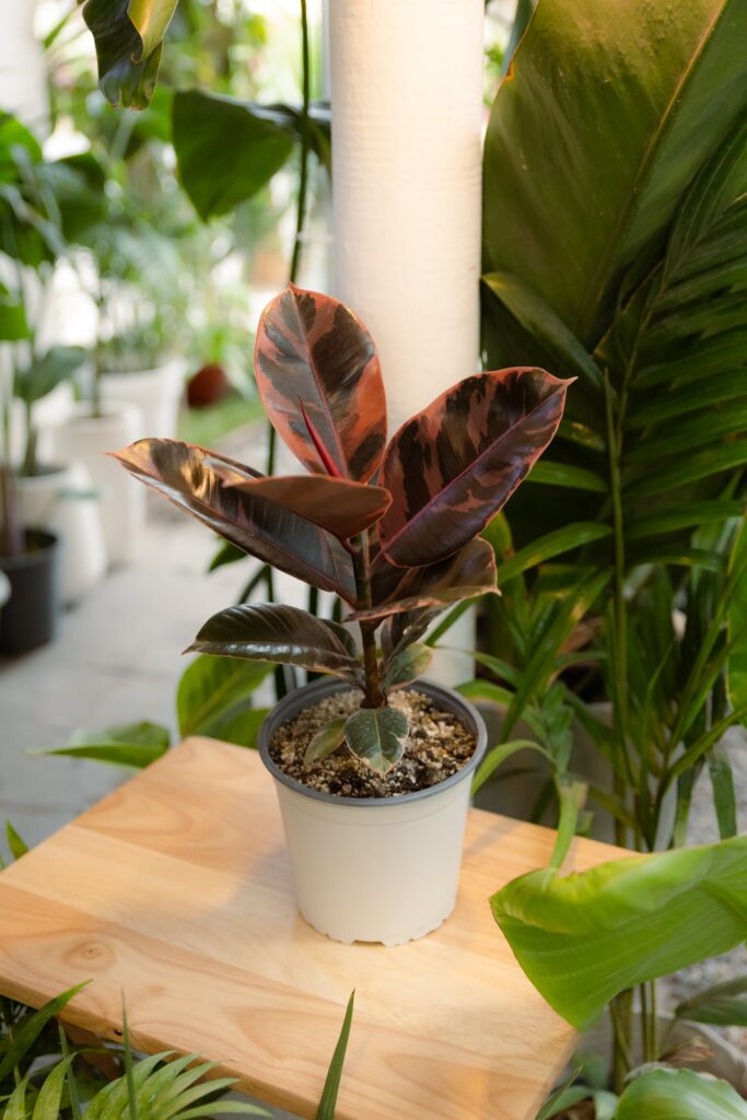 Ficus Ruby Gomero