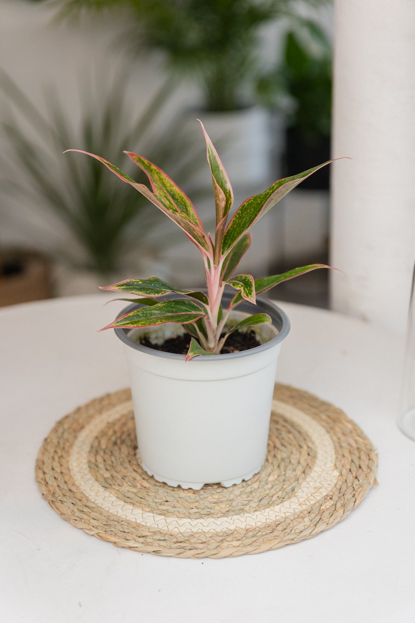 Aglaonema Siam Aurora - Imagen 4