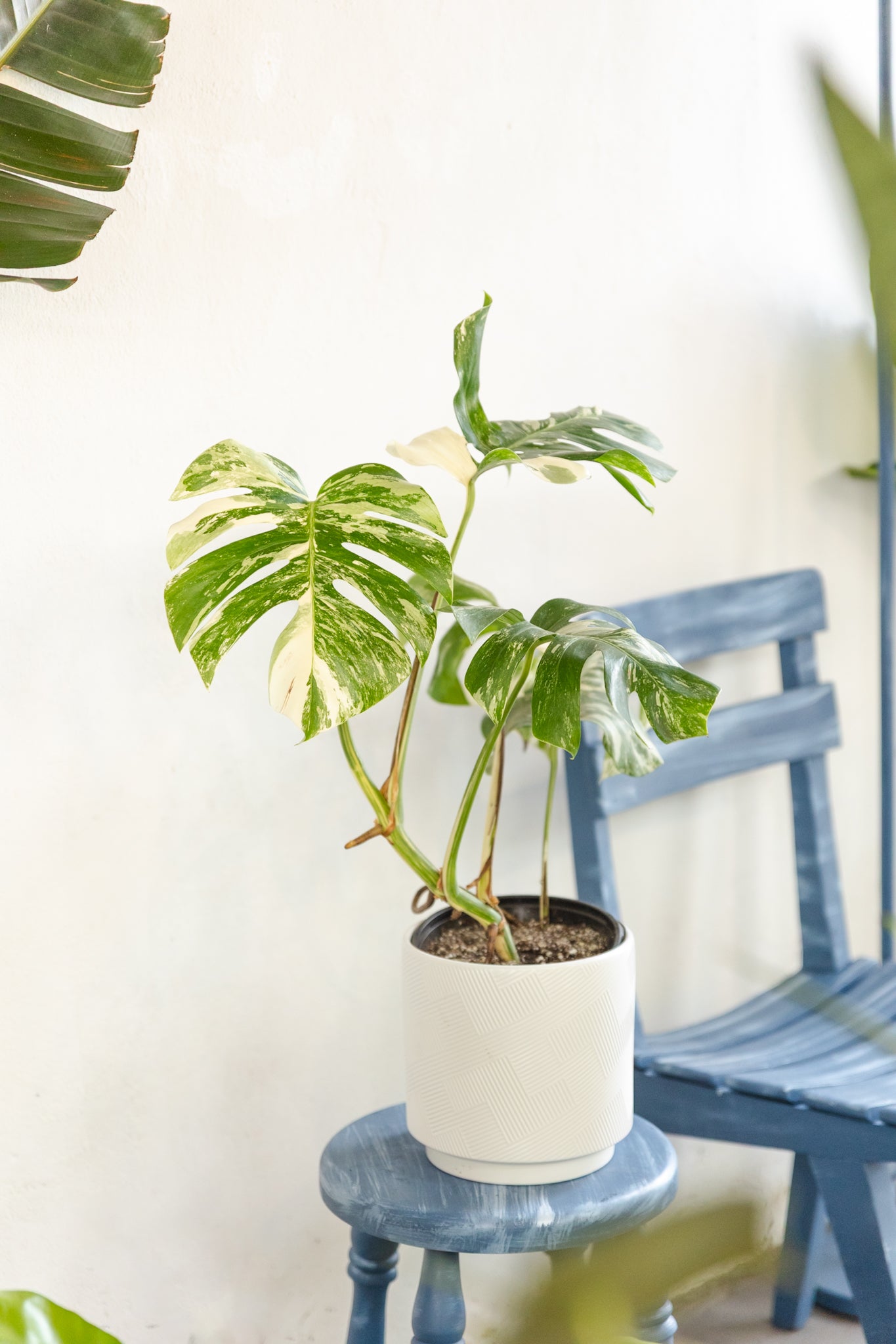 Monstera Variegada