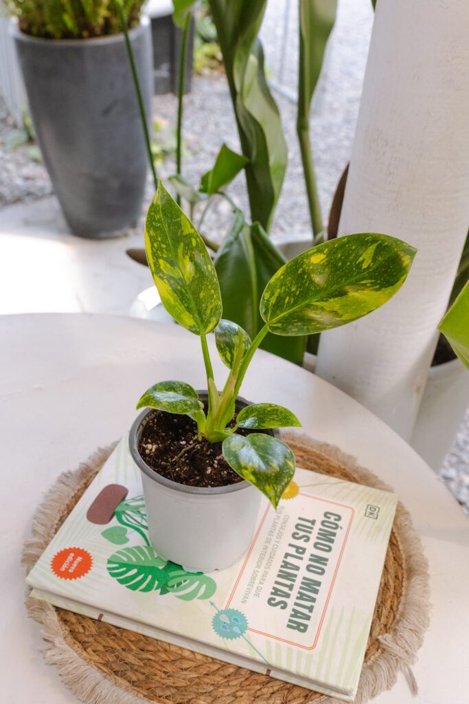 Filodendro Congo Hybrid Variegado