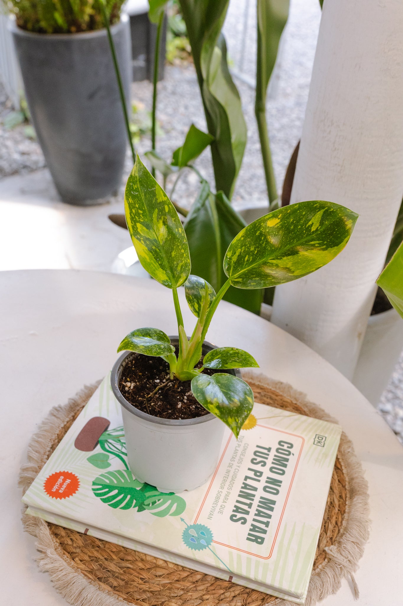 Filodendro Congo Hybrid Variegado