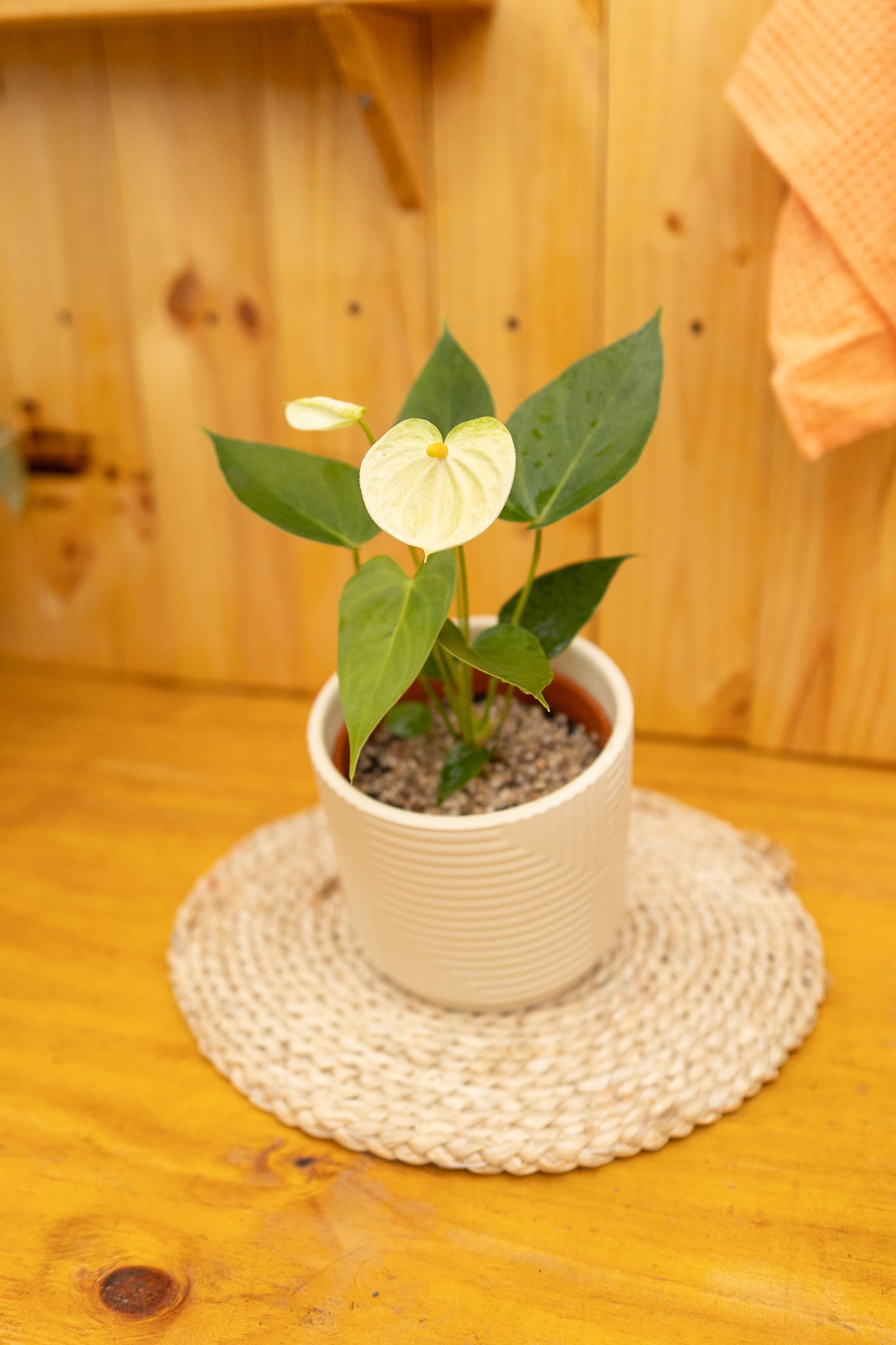 Anturio con flor (Anthurium Andreanum) - Imagen 11