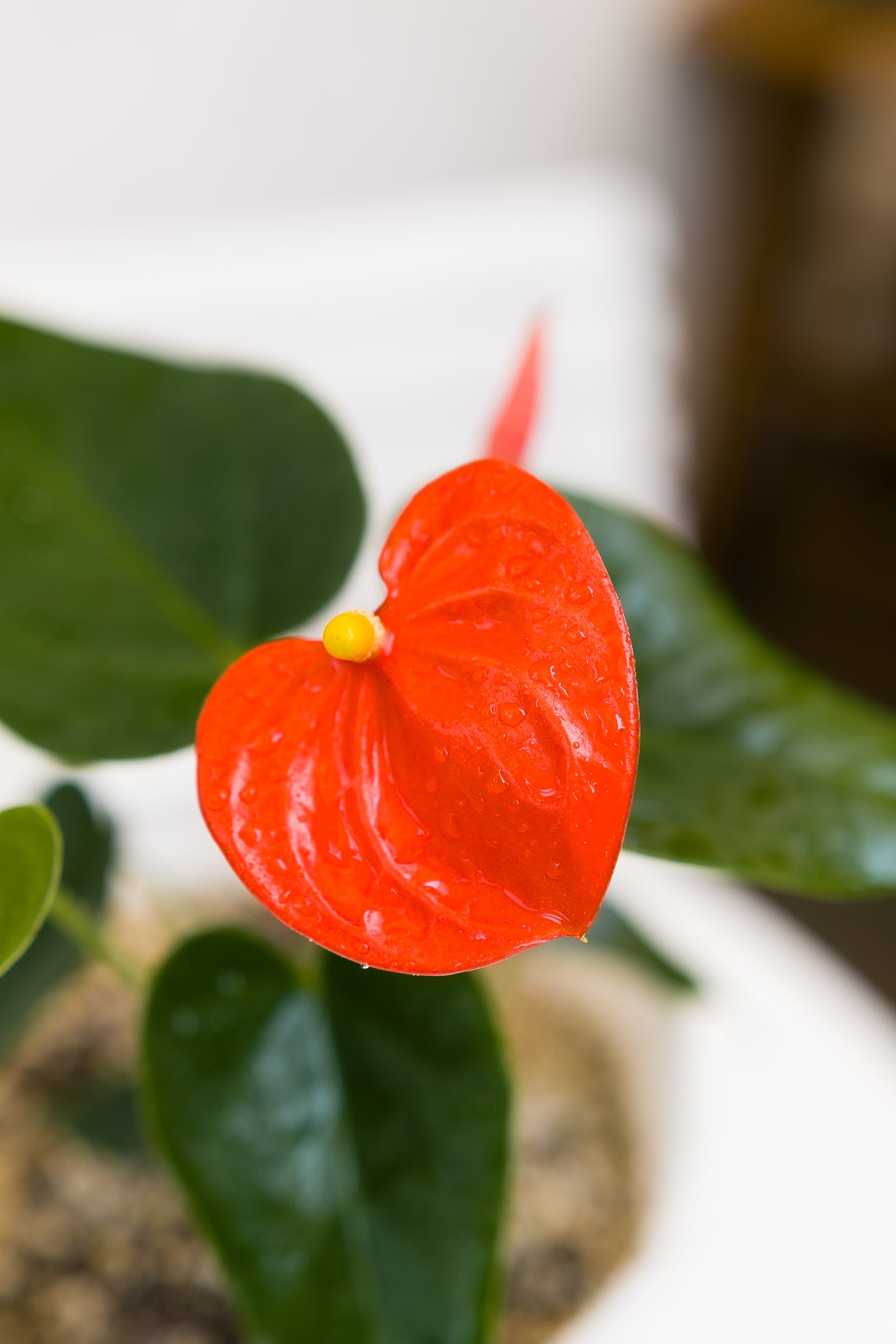 Anturio con flor (Anthurium Andreanum) - Imagen 8