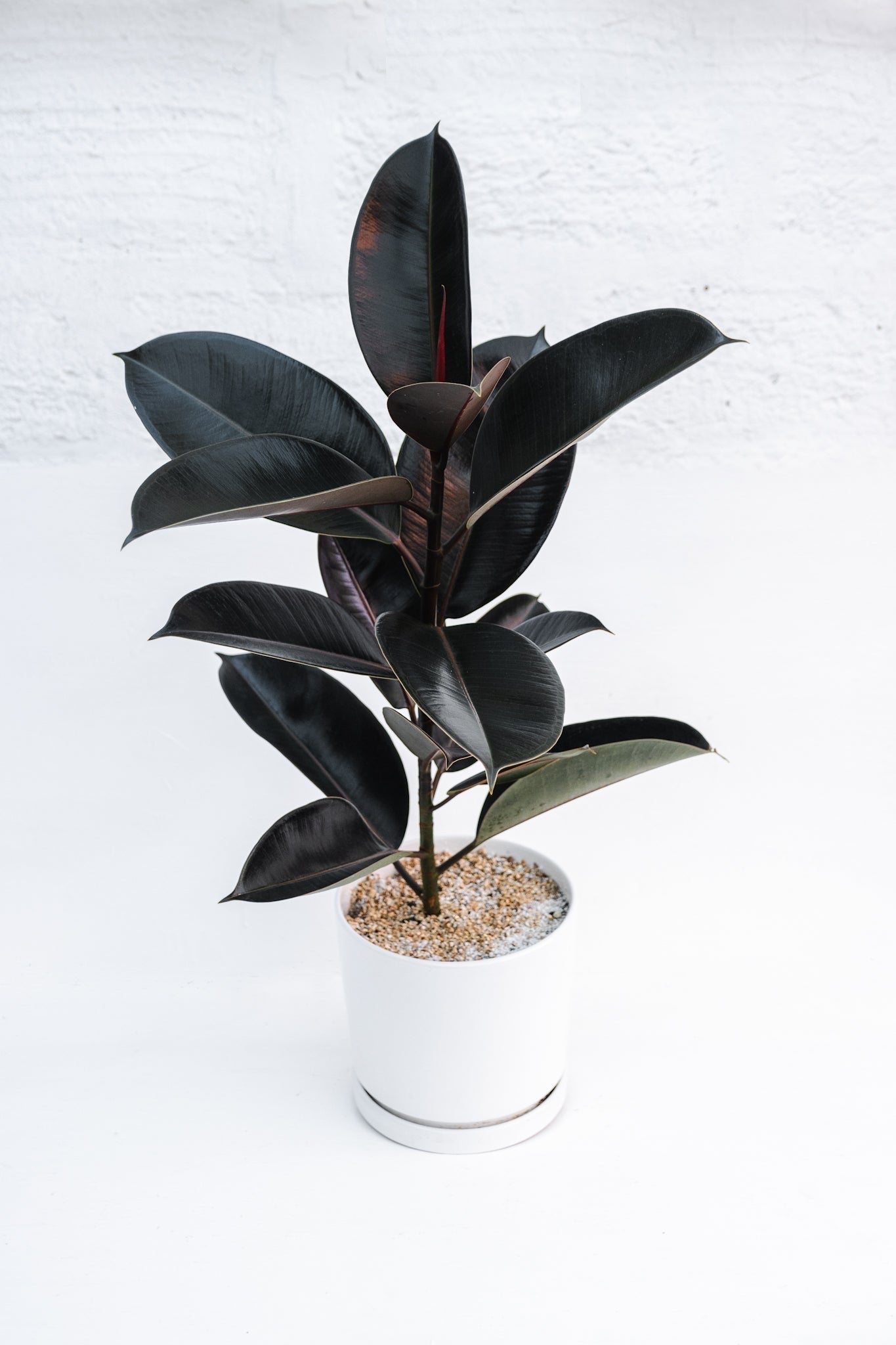 Ficus Burgundy Gomero - Imagen 4
