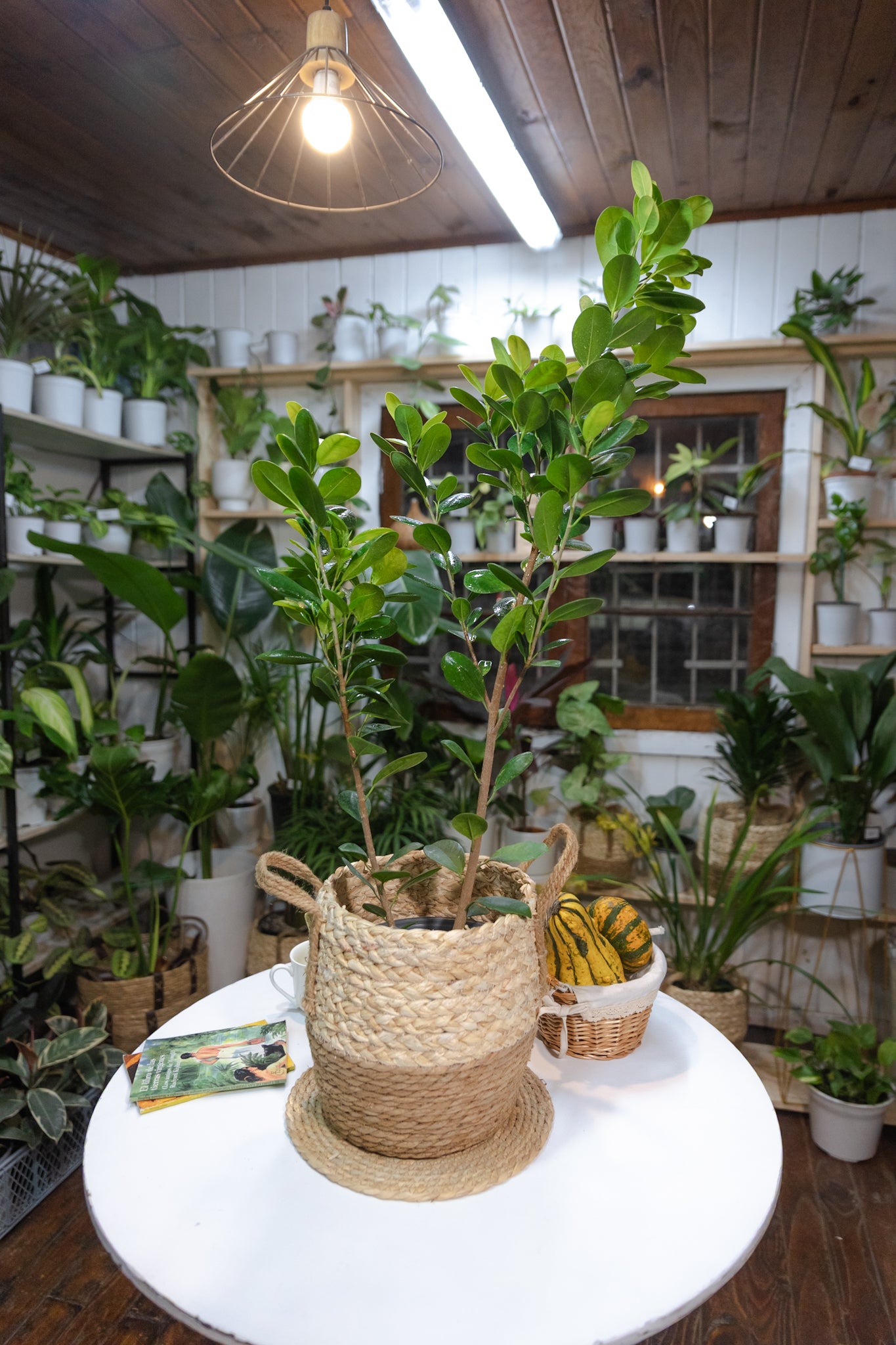 Ficus Moclame - Imagen 5
