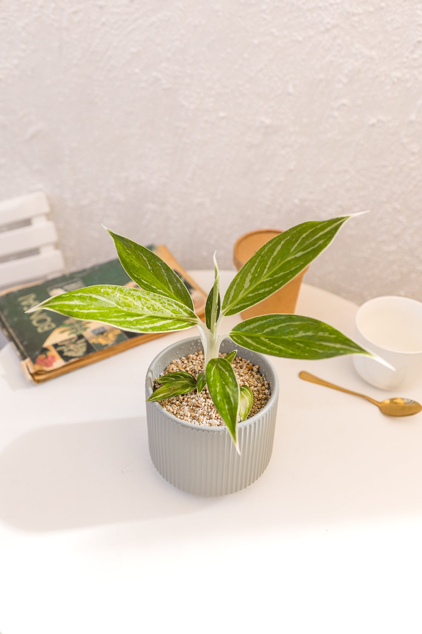 Aglaonema Snow White - Imagen 3