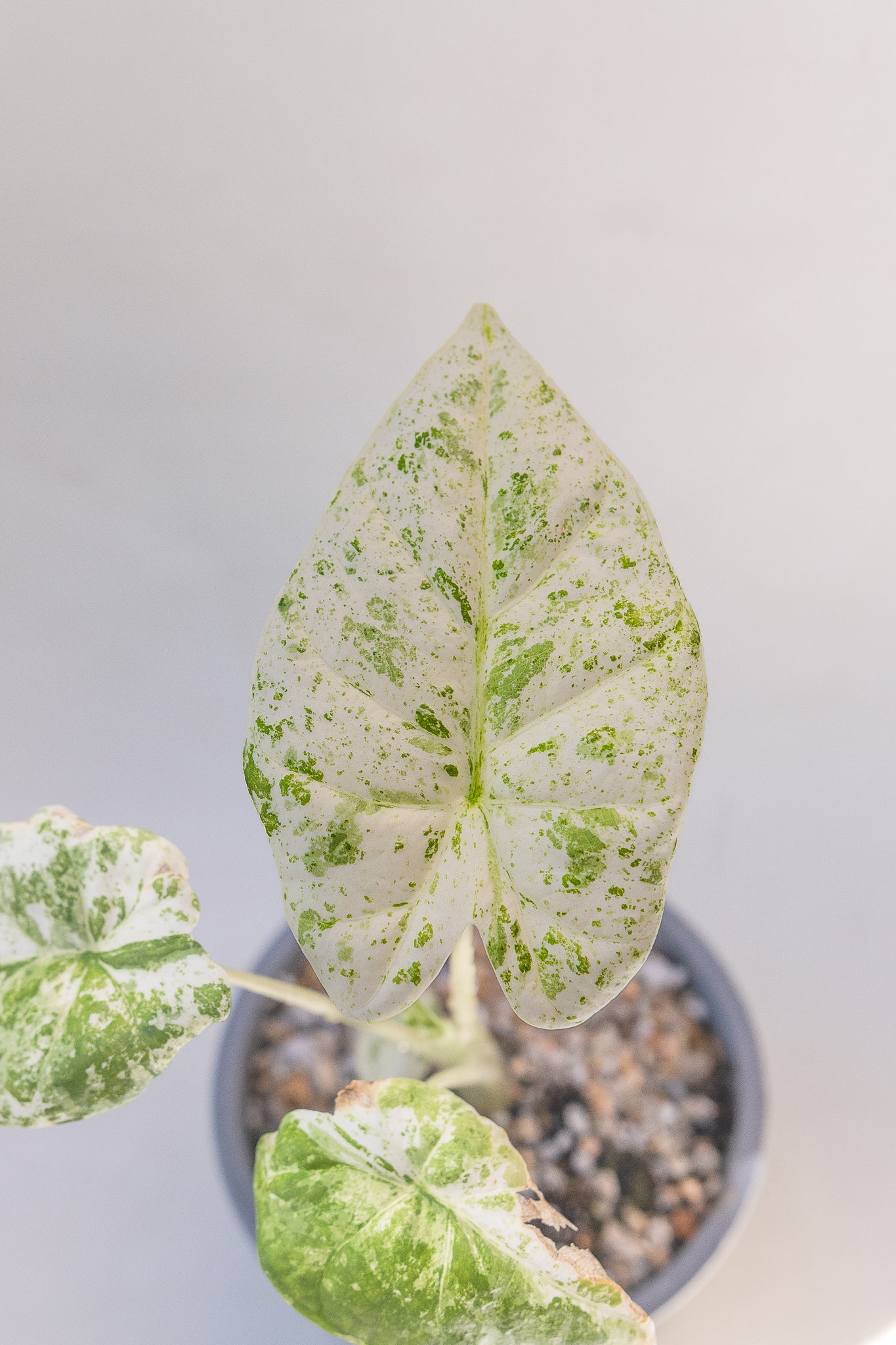 Alocasia Batik - Imagen 4