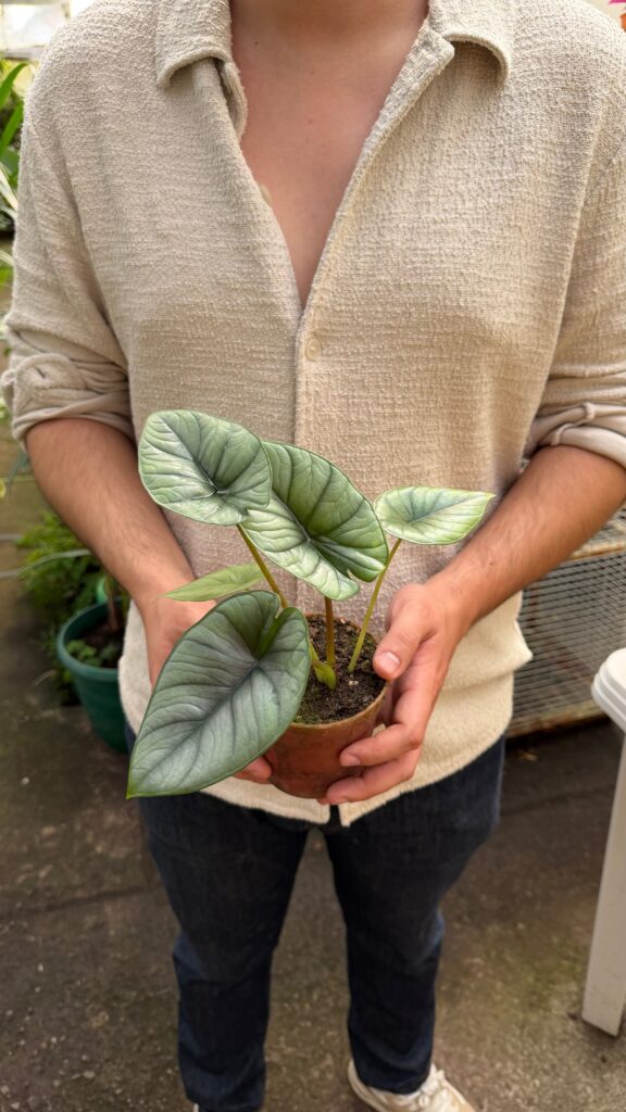 Alocasia Silver Dragon