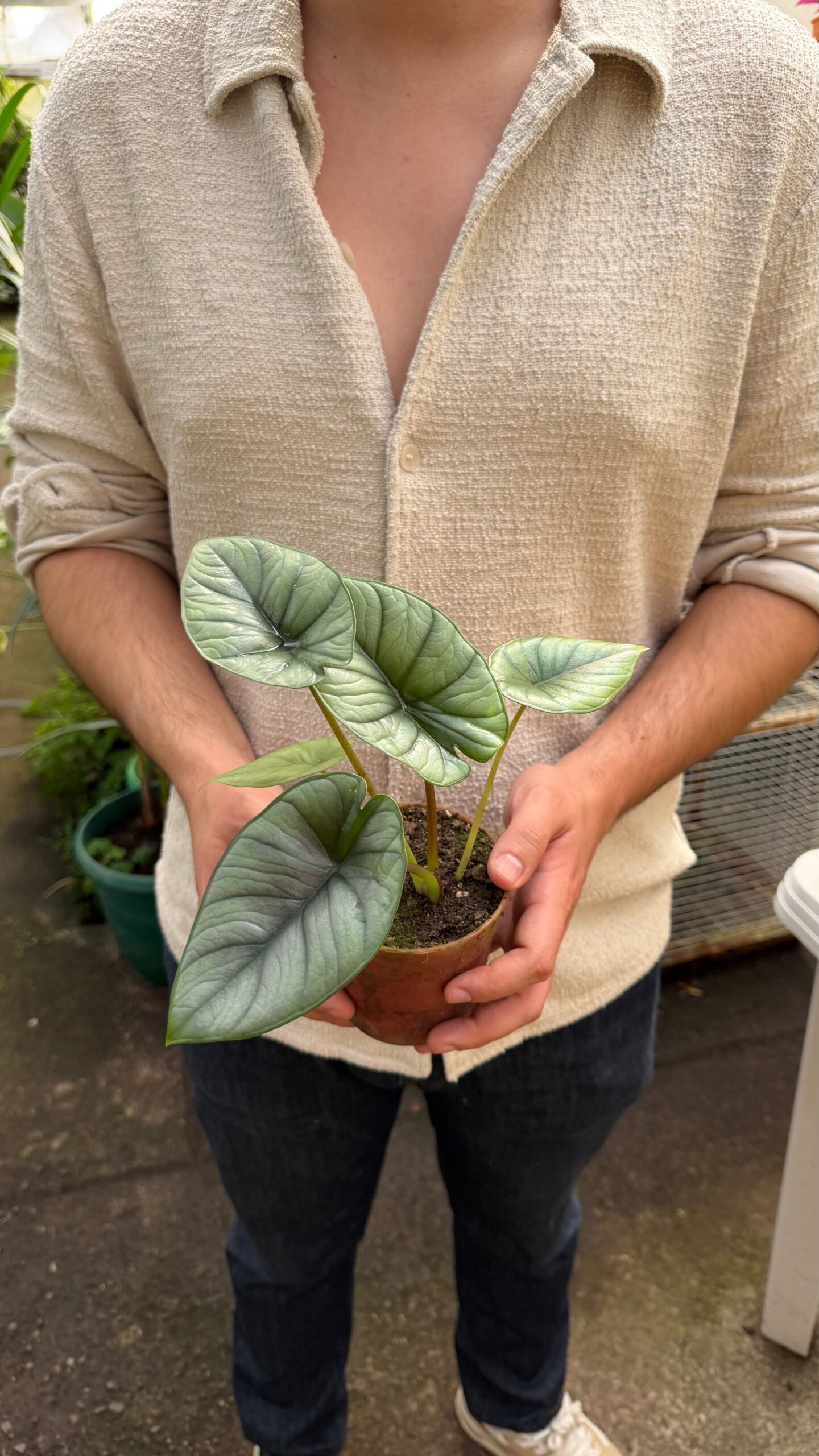 Alocasia Silver Dragon