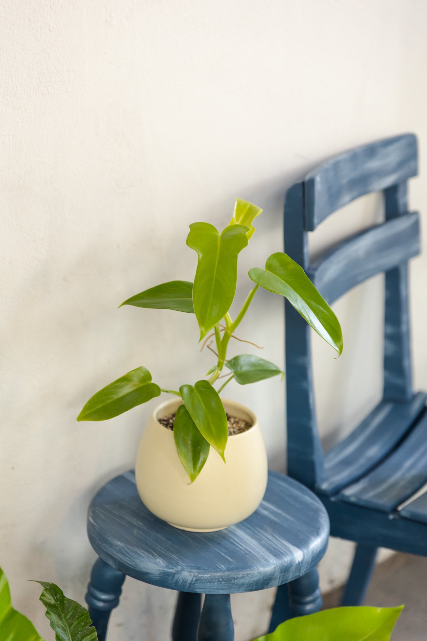 Filodendro Lemon Panduriforme - Imagen 2