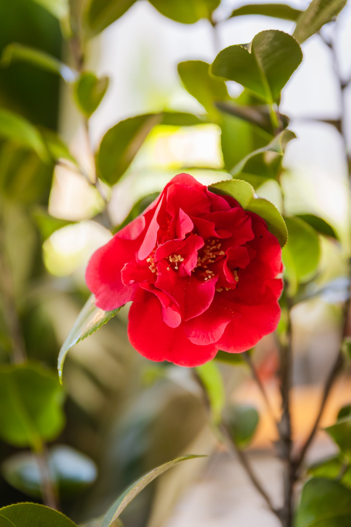 Camelia - Imagen 5