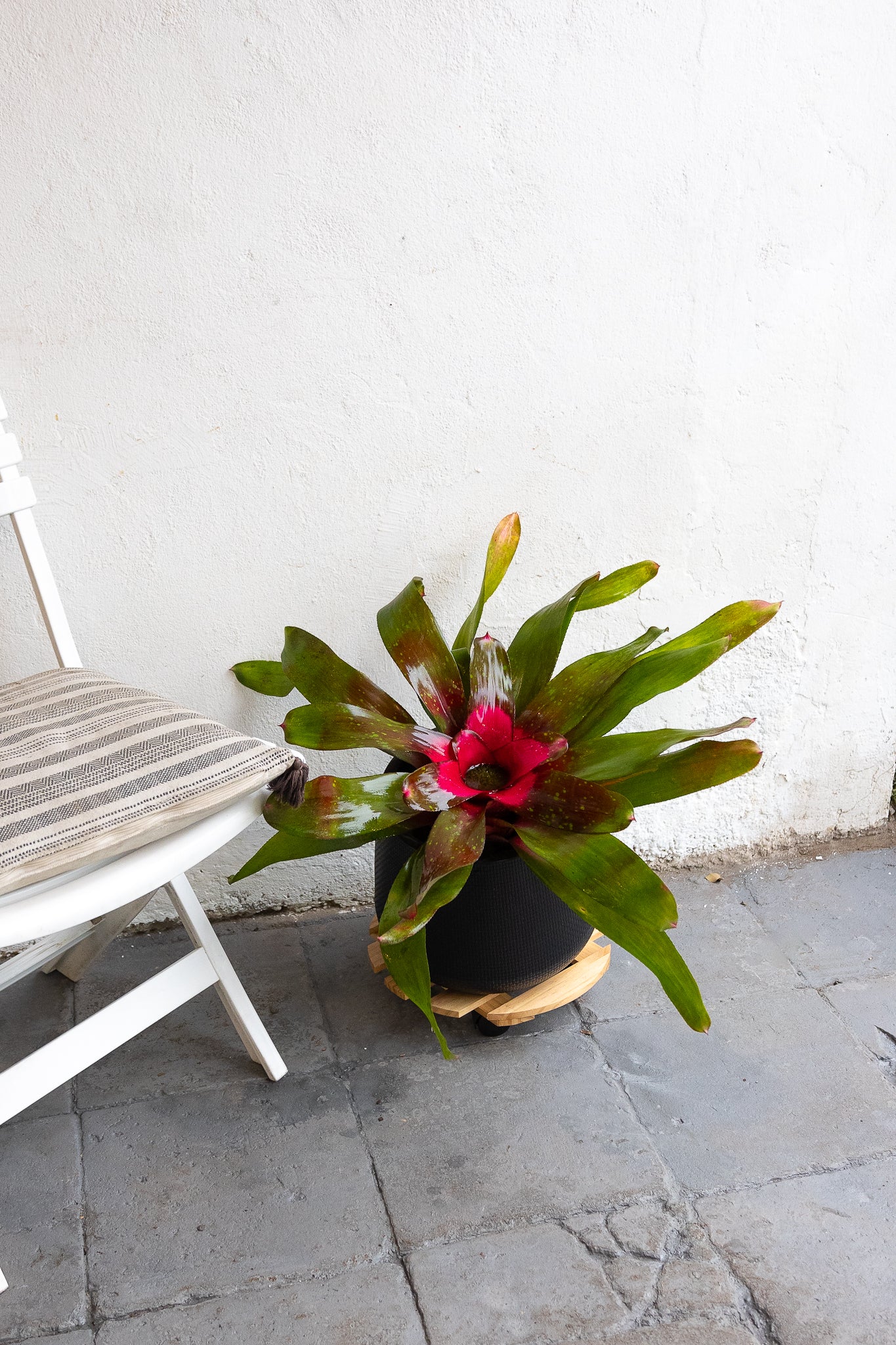 Bromelia - Imagen 2