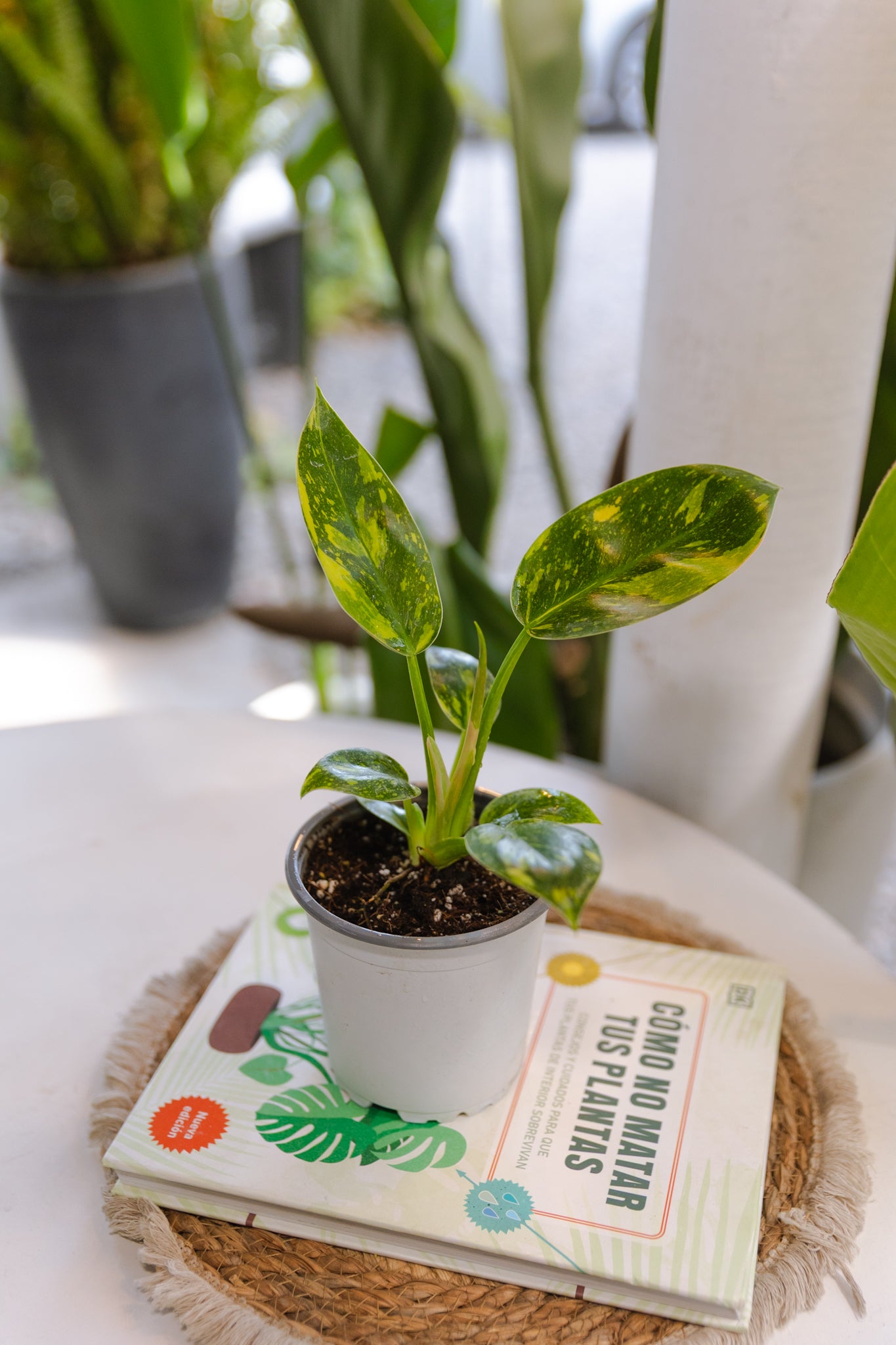 Filodendro Congo Hybrid Variegado - Imagen 3