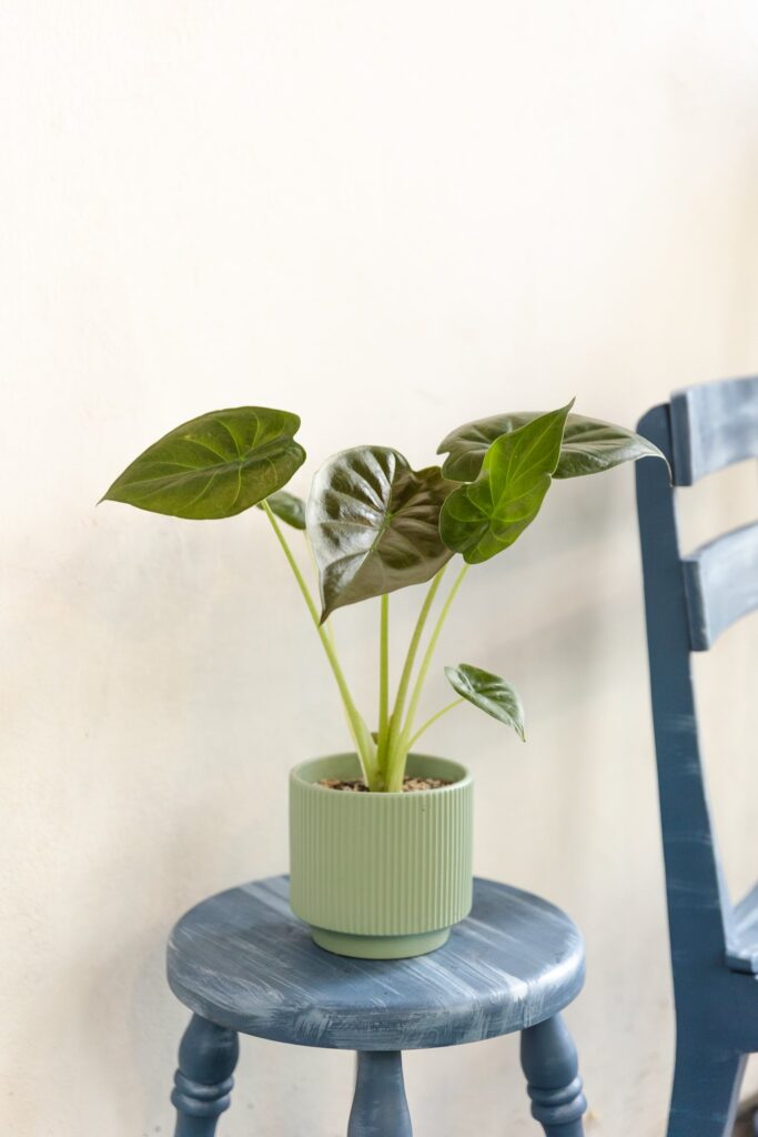 Alocasia Wentii