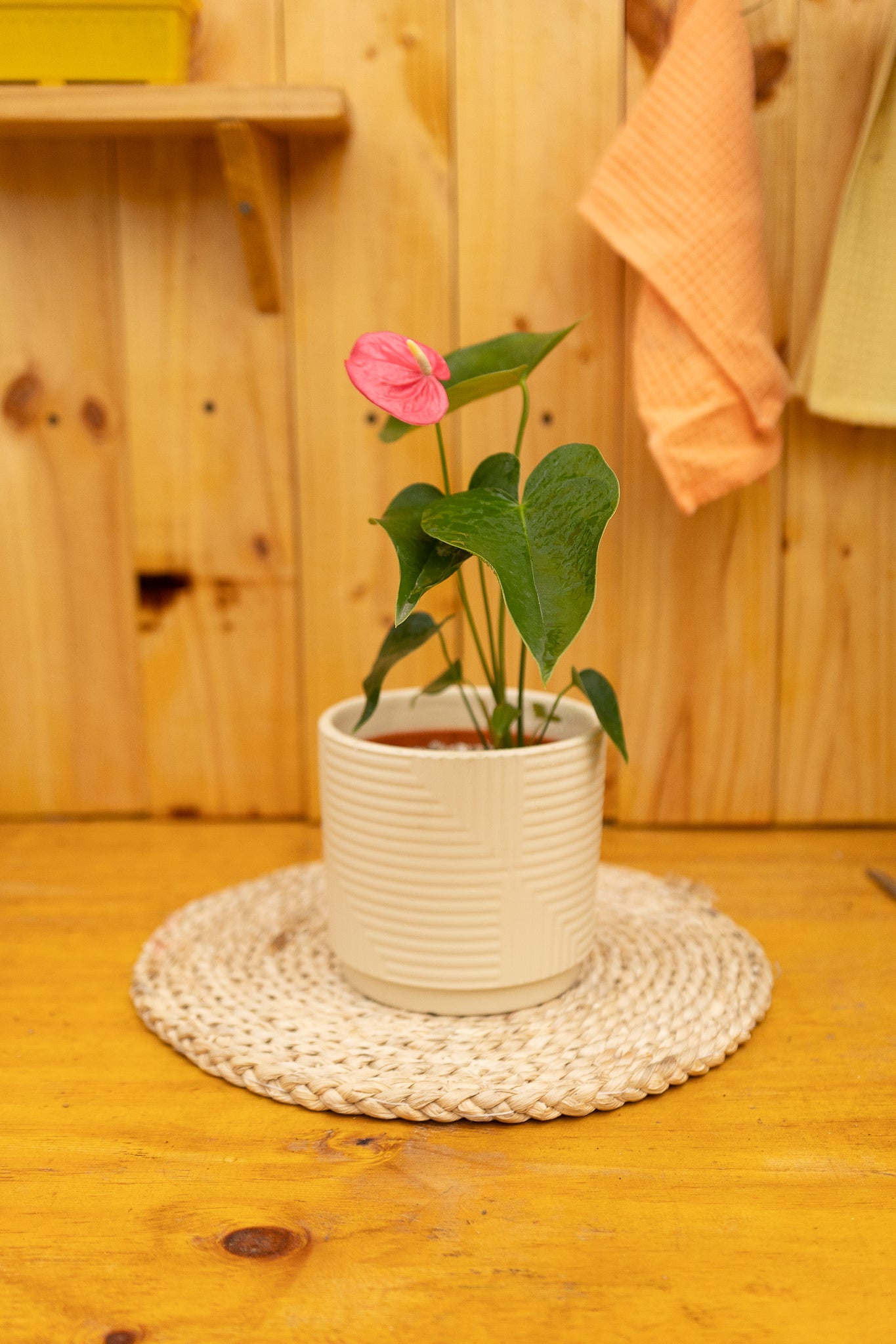 Anturio con flor (Anthurium Andreanum) - Imagen 12
