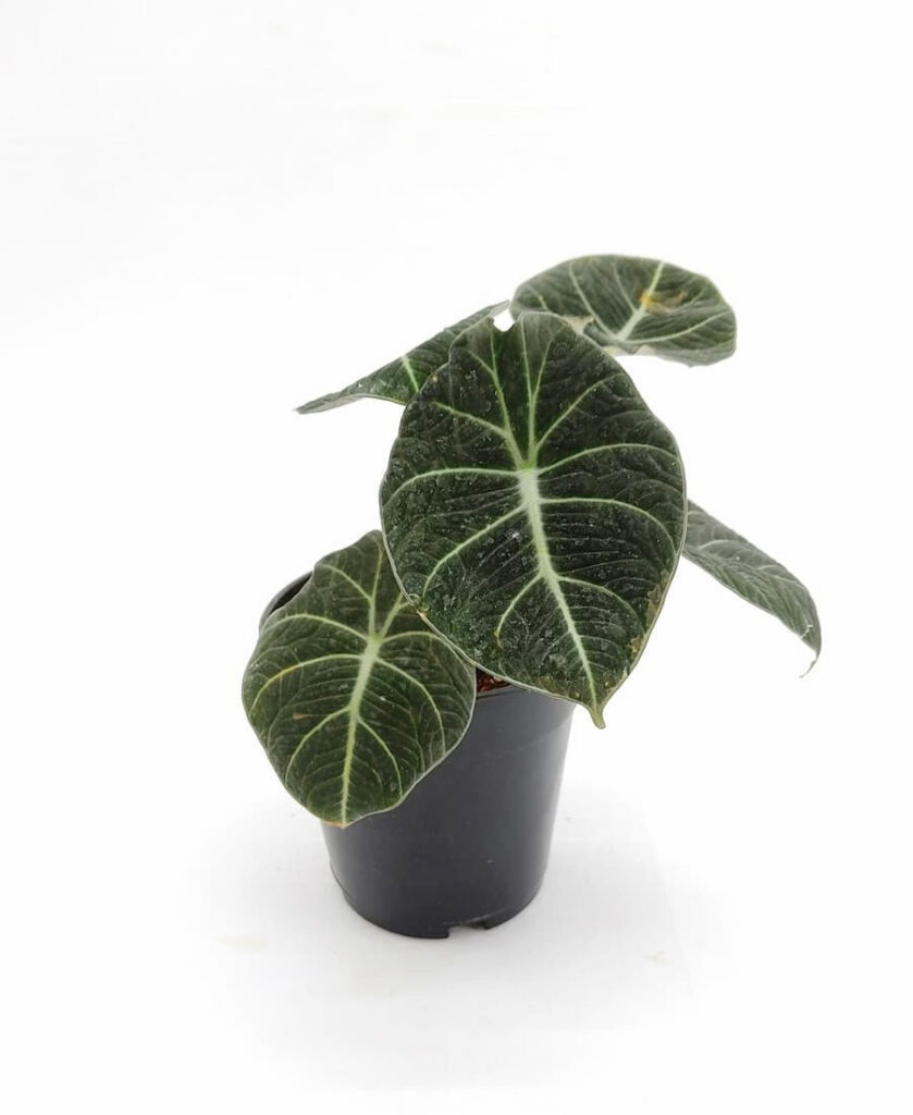 Alocasia Black Velvet